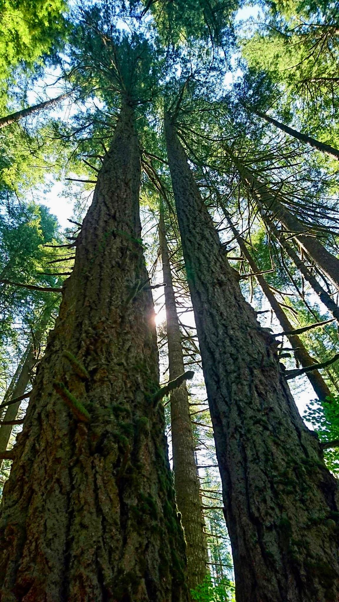 A view looking up at tall trees in a forest, with sunlight filtering through the leaves and branches above. The textured bark of the trees is visible, surrounded by greenery.