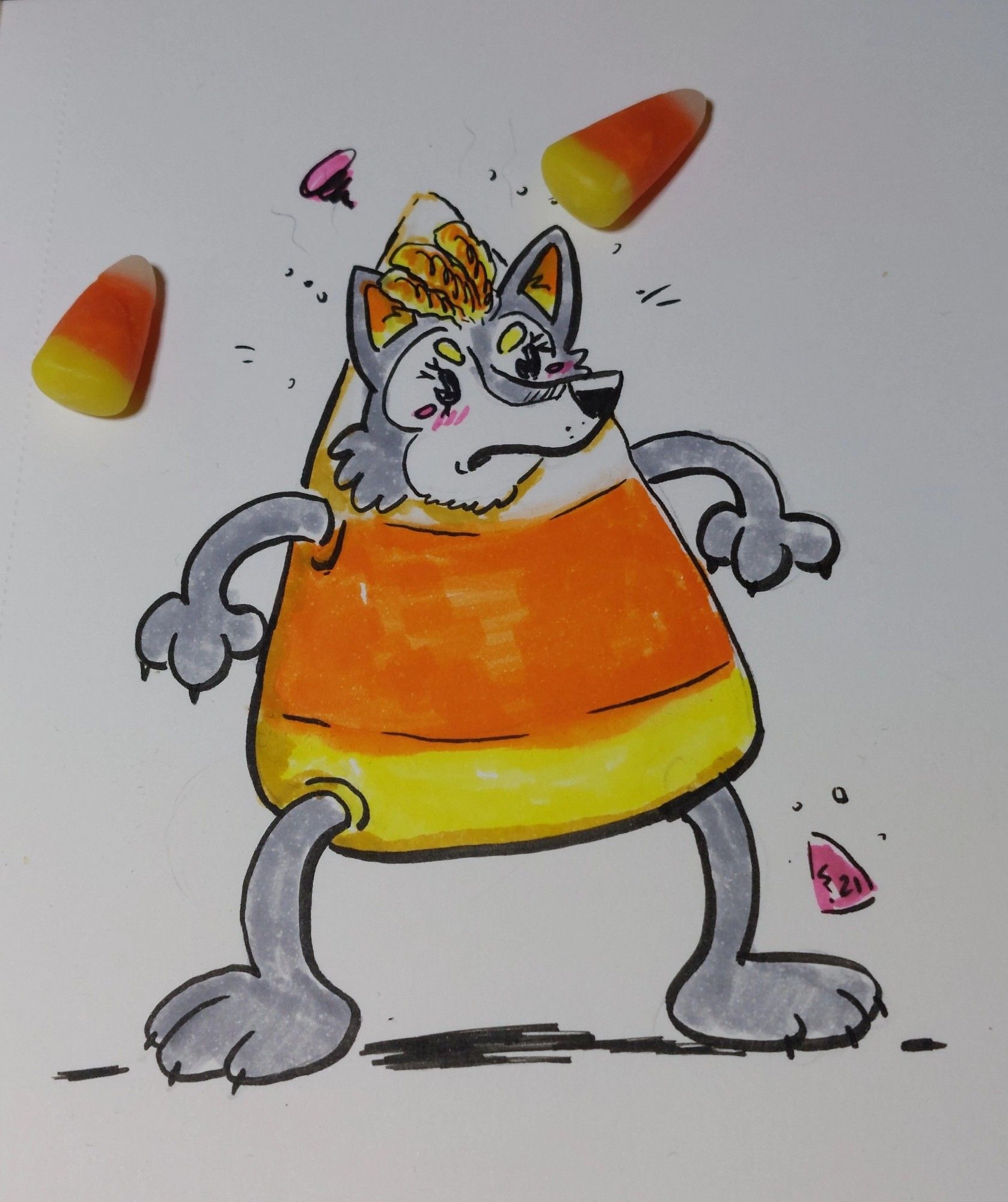 A gray shiba inu mix wearing a candy corn mascot costume.