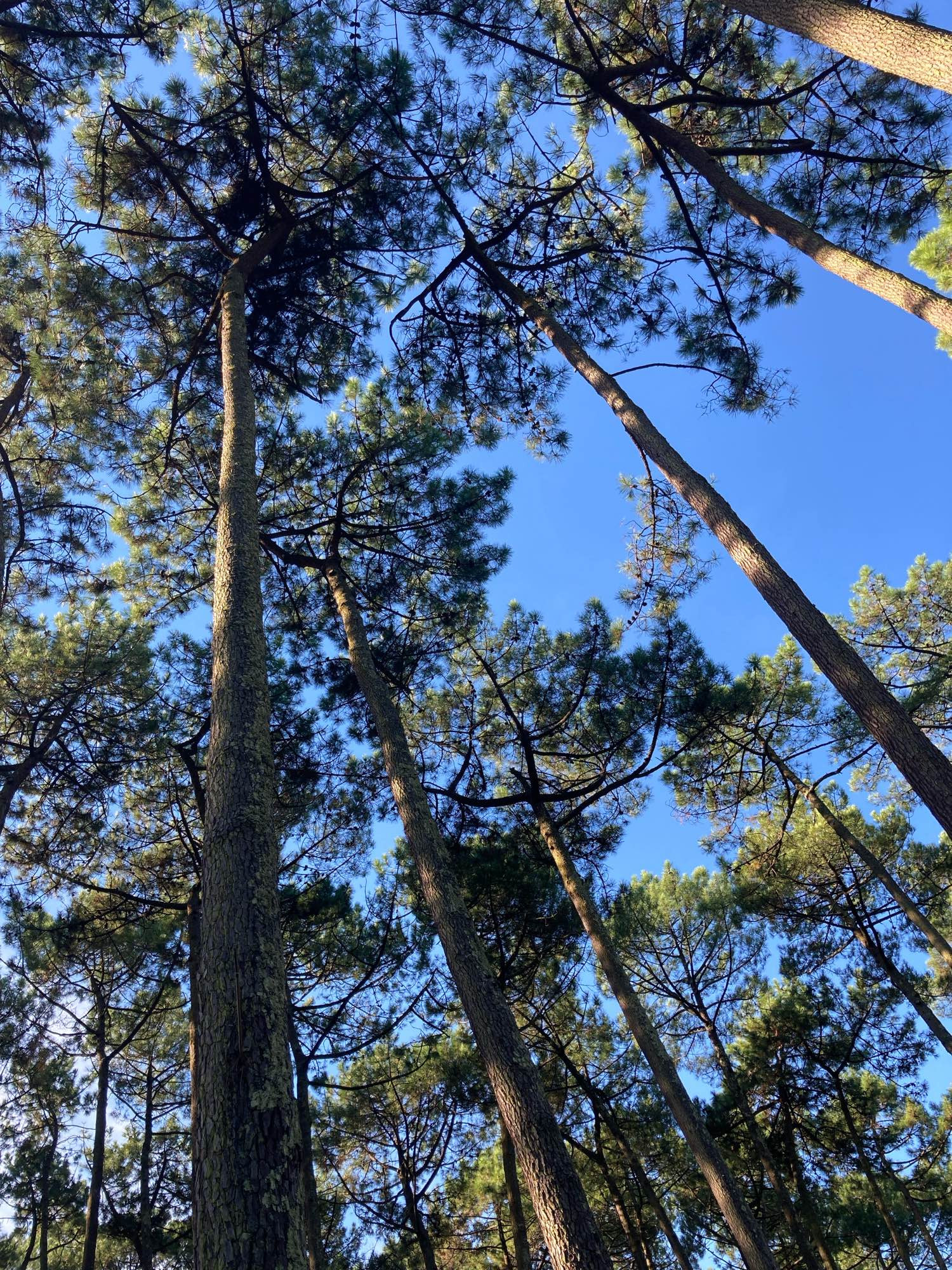 Strahlend blauer Himmel, der von unten durch hohe, von der Sonne beleuchtete Pinien blitzt.