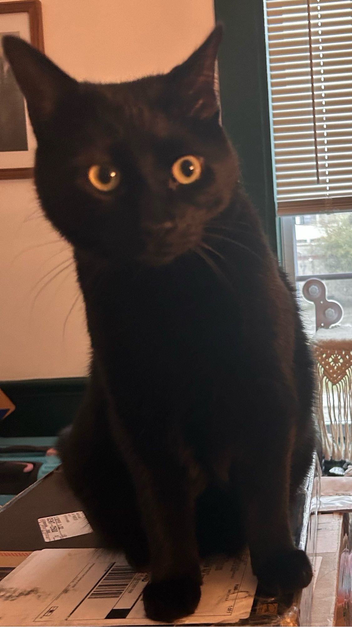 Black cat Logan sitting on top of some boxes on my desk