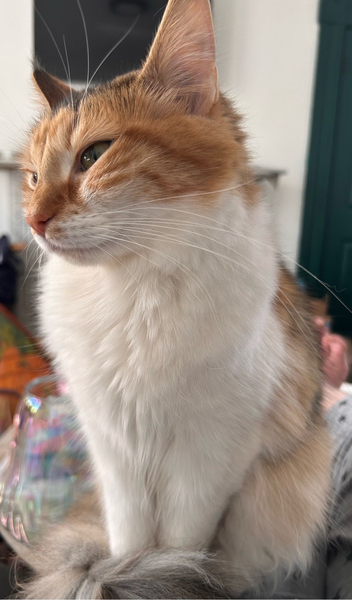 Calico cat Stevie sitting on my leg