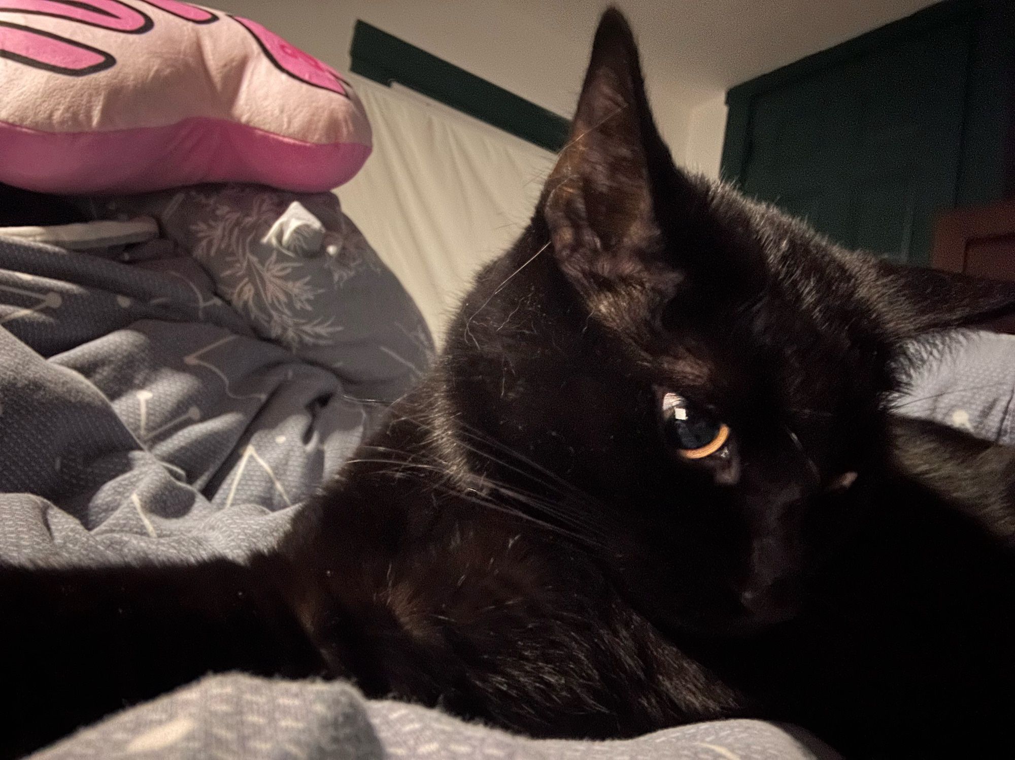 Black cat Logan lying on the edge of my bed trying to get away from my camera