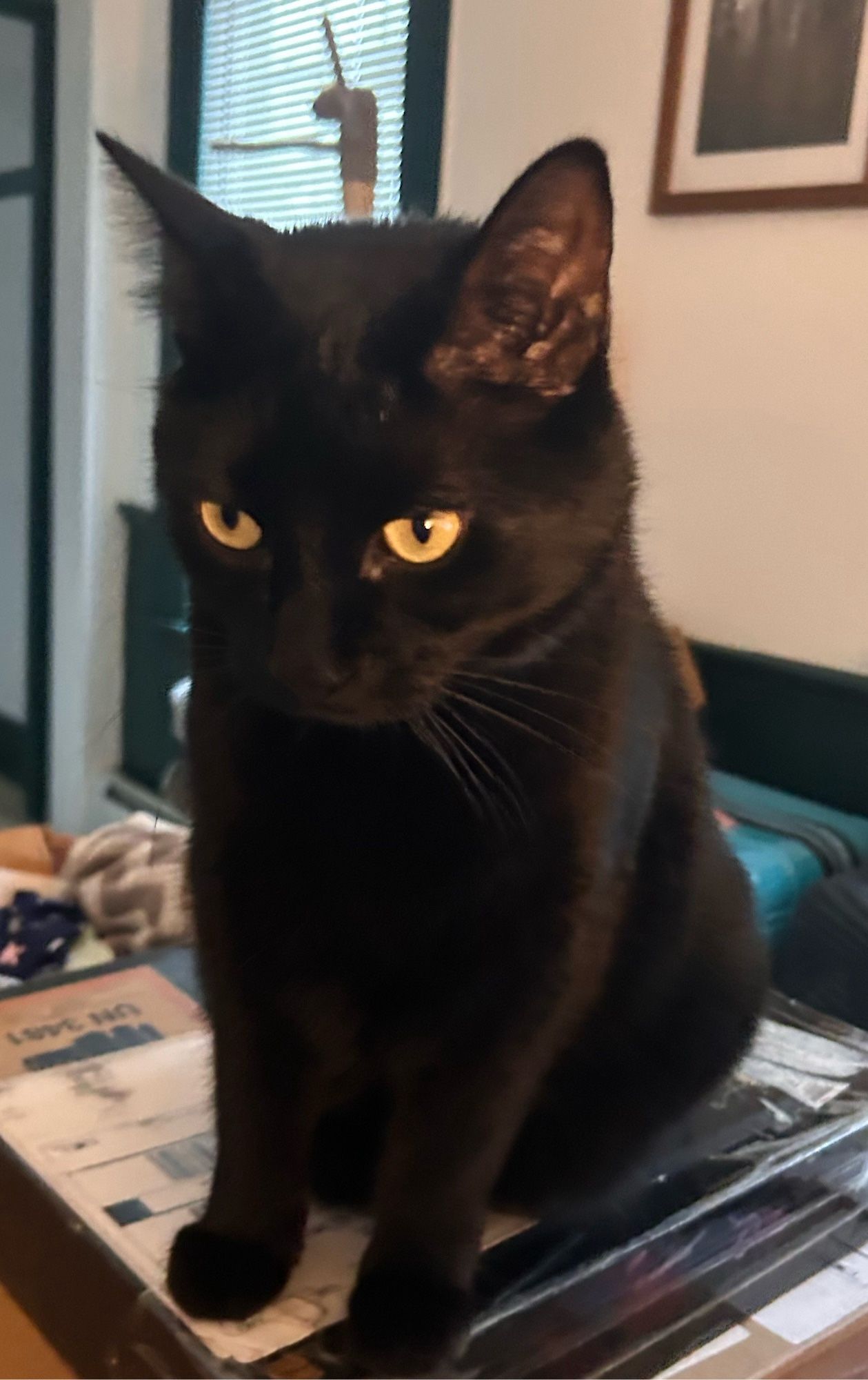 Black cat Logan sitting on top of some boxes on my desk