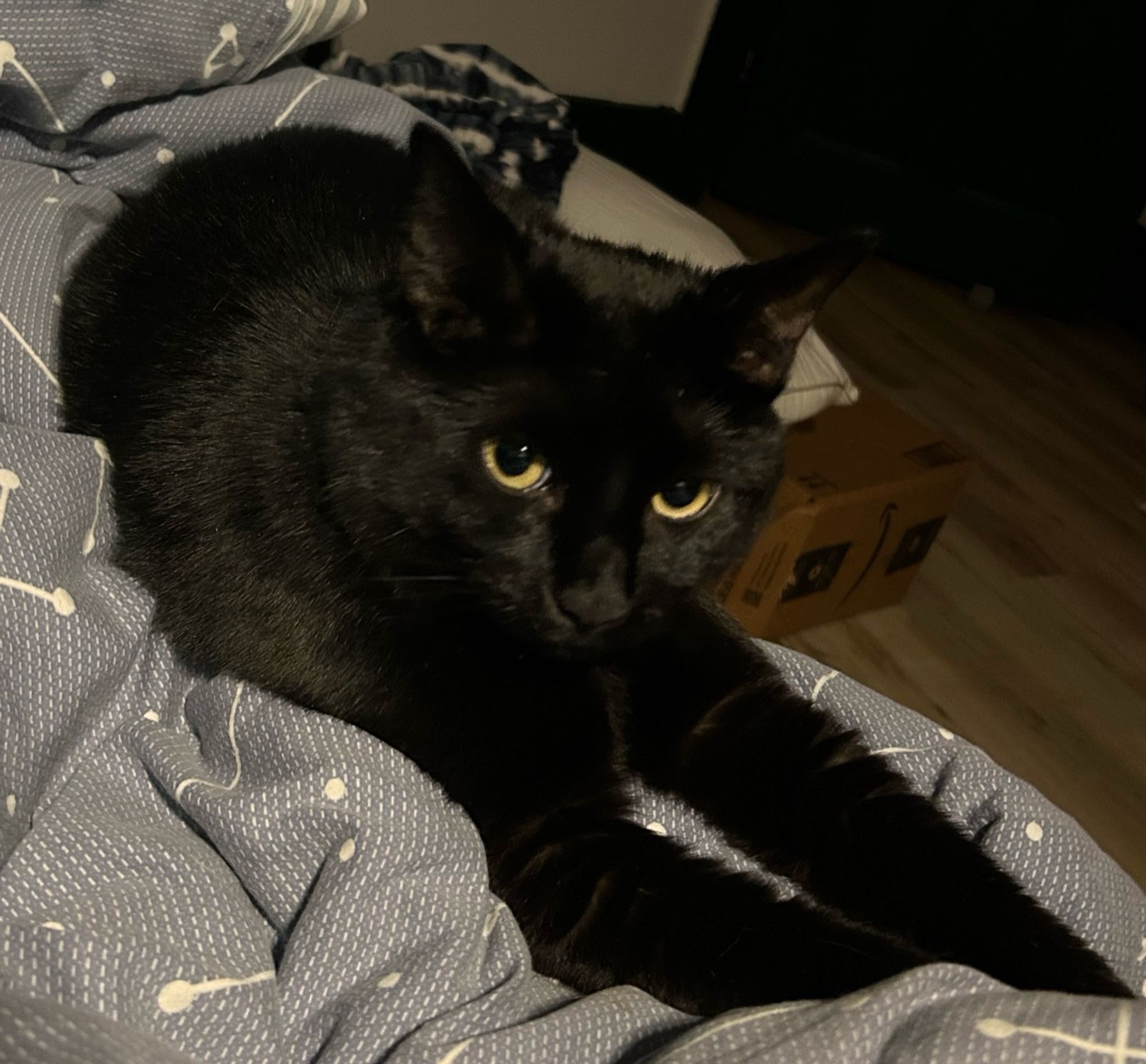 Black cat Logan lying on the edge of my bed looking up at me