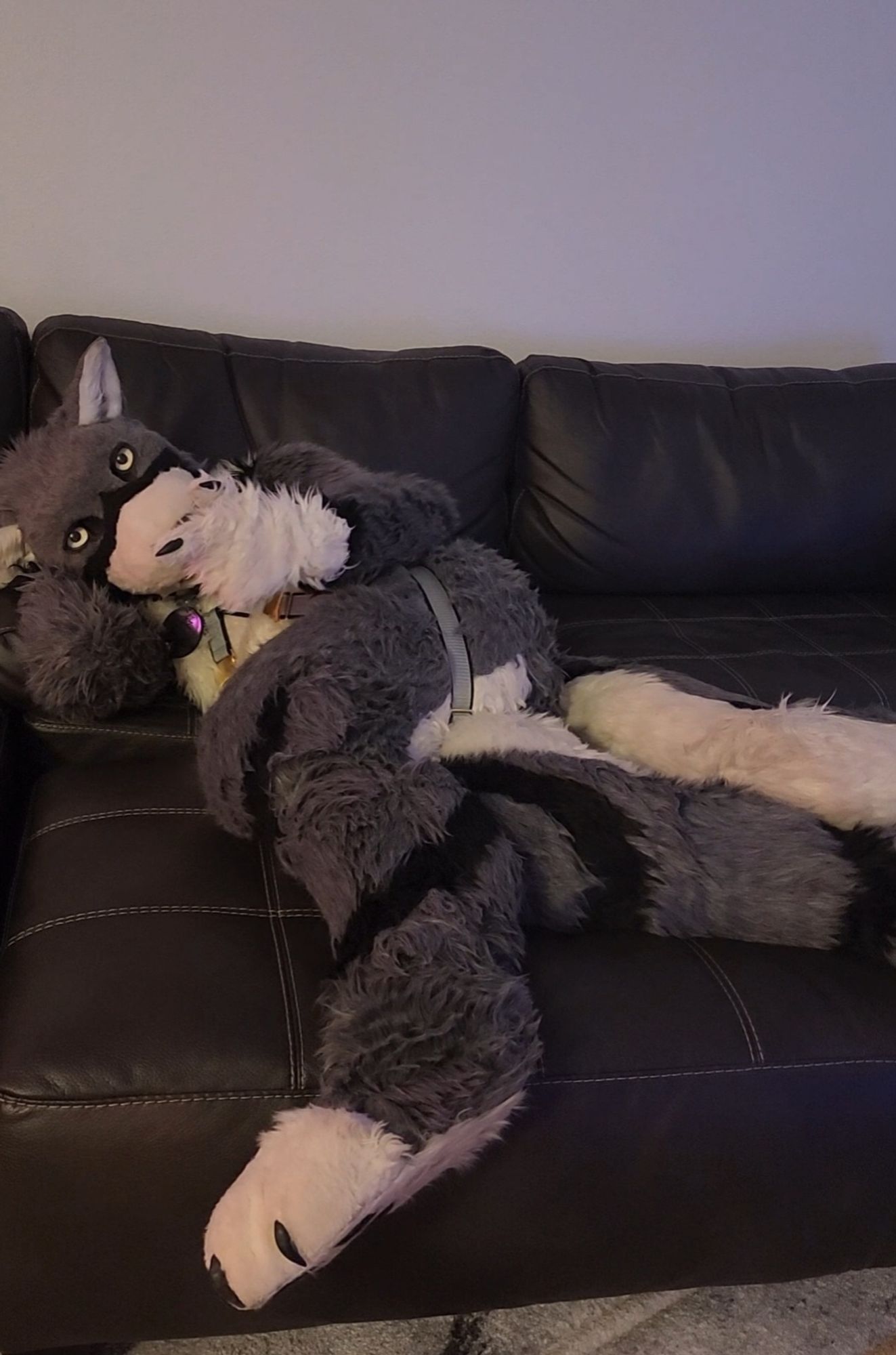 Just a wolf fursuiter sprawled on the couch. Giving you "that look", whatever that means.