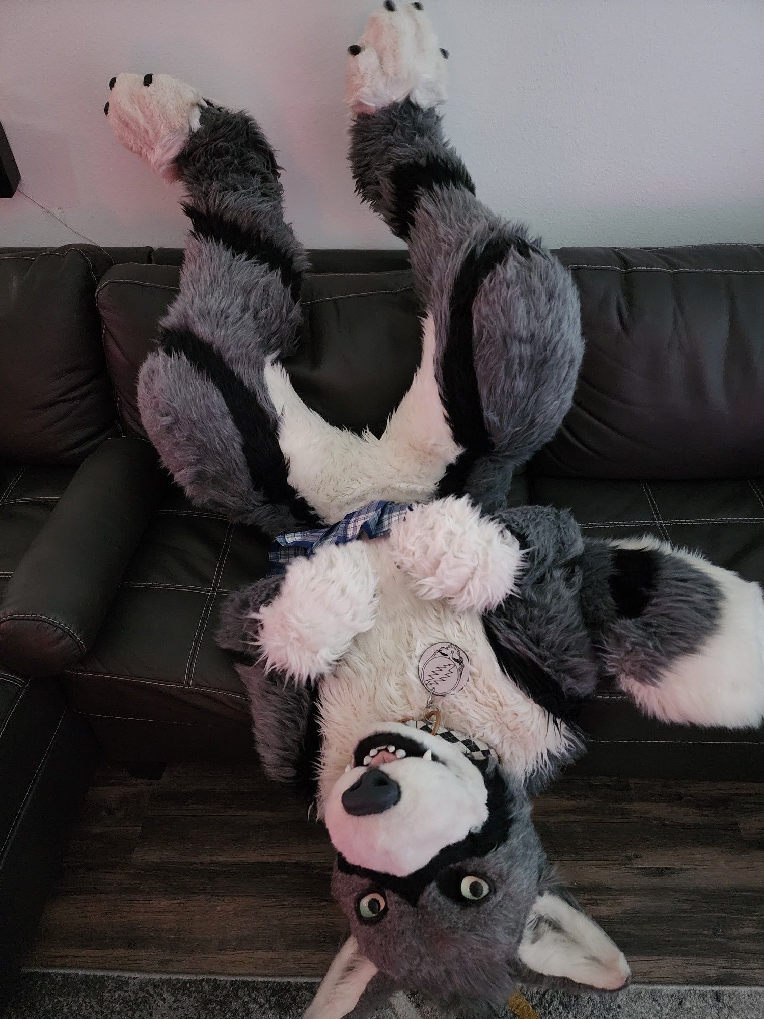 A Gray Wolf fursuiter sitting on the couch inverted: his feetpaws are on the headrest, and his head is by the floor. Silly wuff. That's not how we sit on couches!