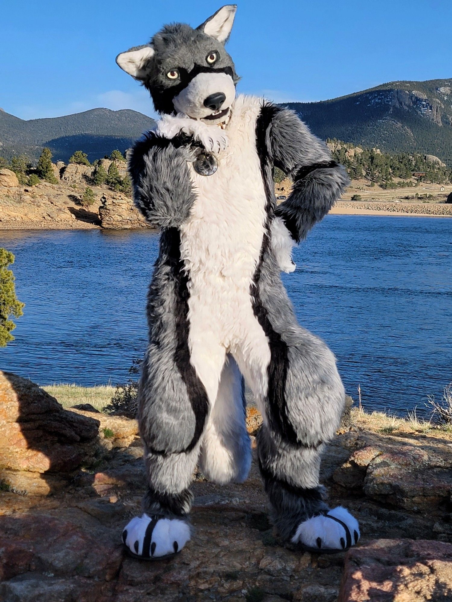 A Gray Wolf fursuiter resting his head on the backside of his handpaw, the other perched on his side, also against the backside of his paw. He looks to be contemplating something! He's probably has some hug knowledge stored away in there somewhere.