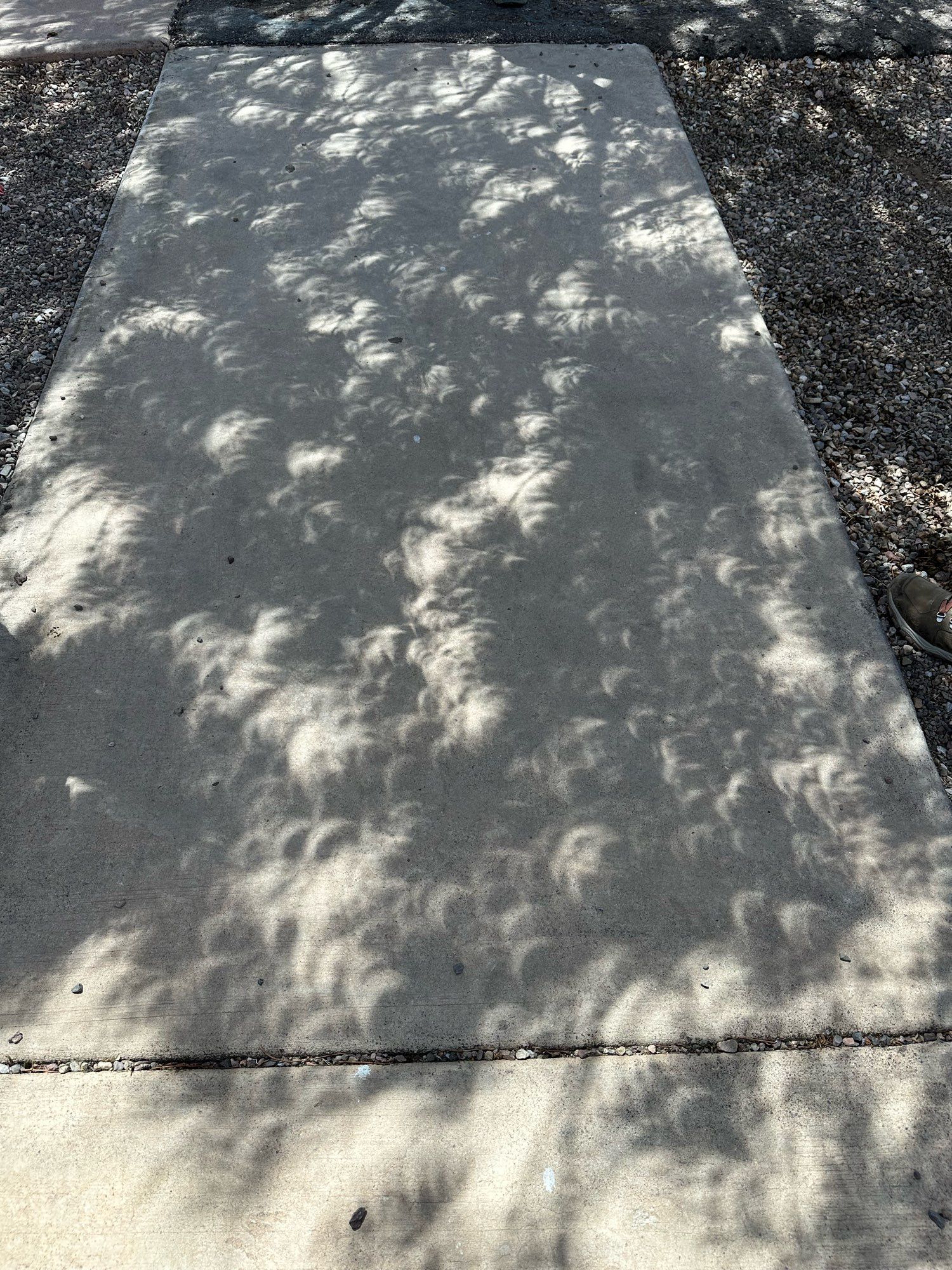 Leaf shapes distorted by the eclipse.