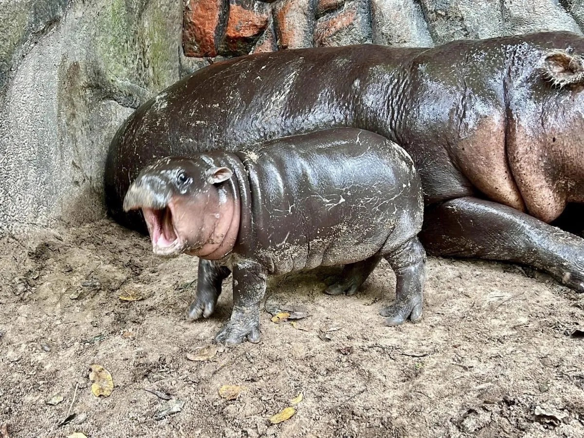 Baby Moo Deng the hippo.