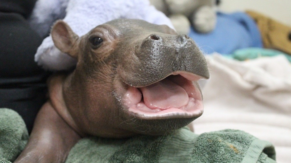 Baby Fiona the hippo