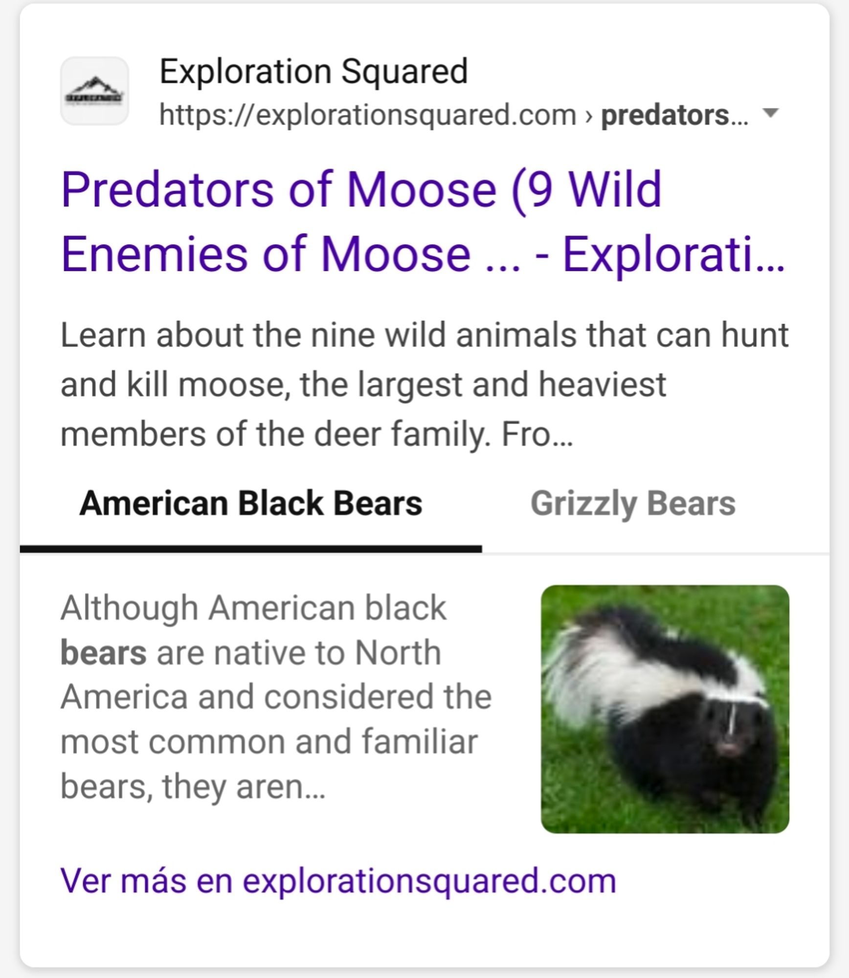 A Bing search result for moose predators from the website Exploration Squad. In it, it shows a photo of a skunk, in place of a black bear like the heading says, for the first animal in their list of 9 predators of moose.