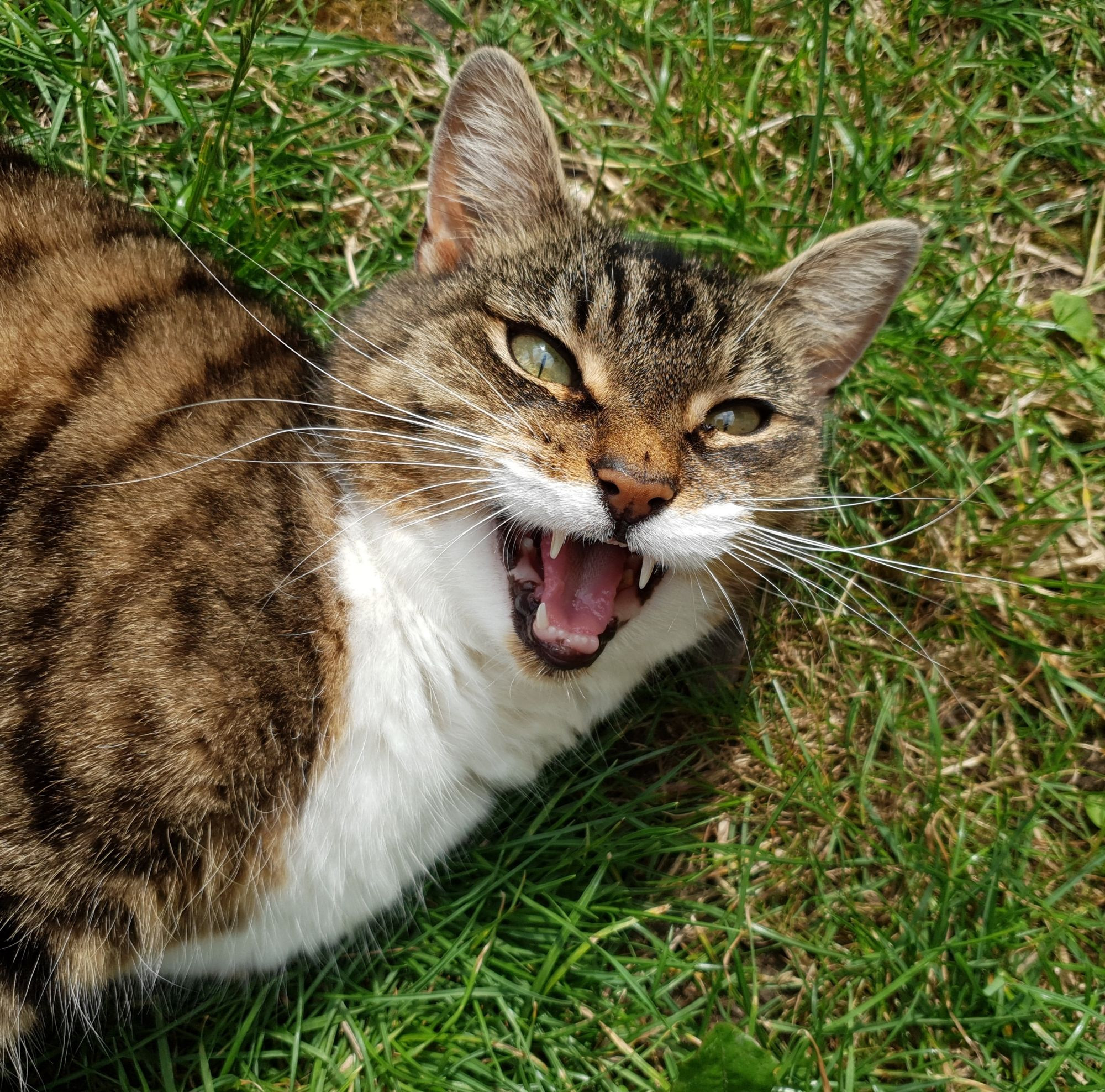 A cat screaming.