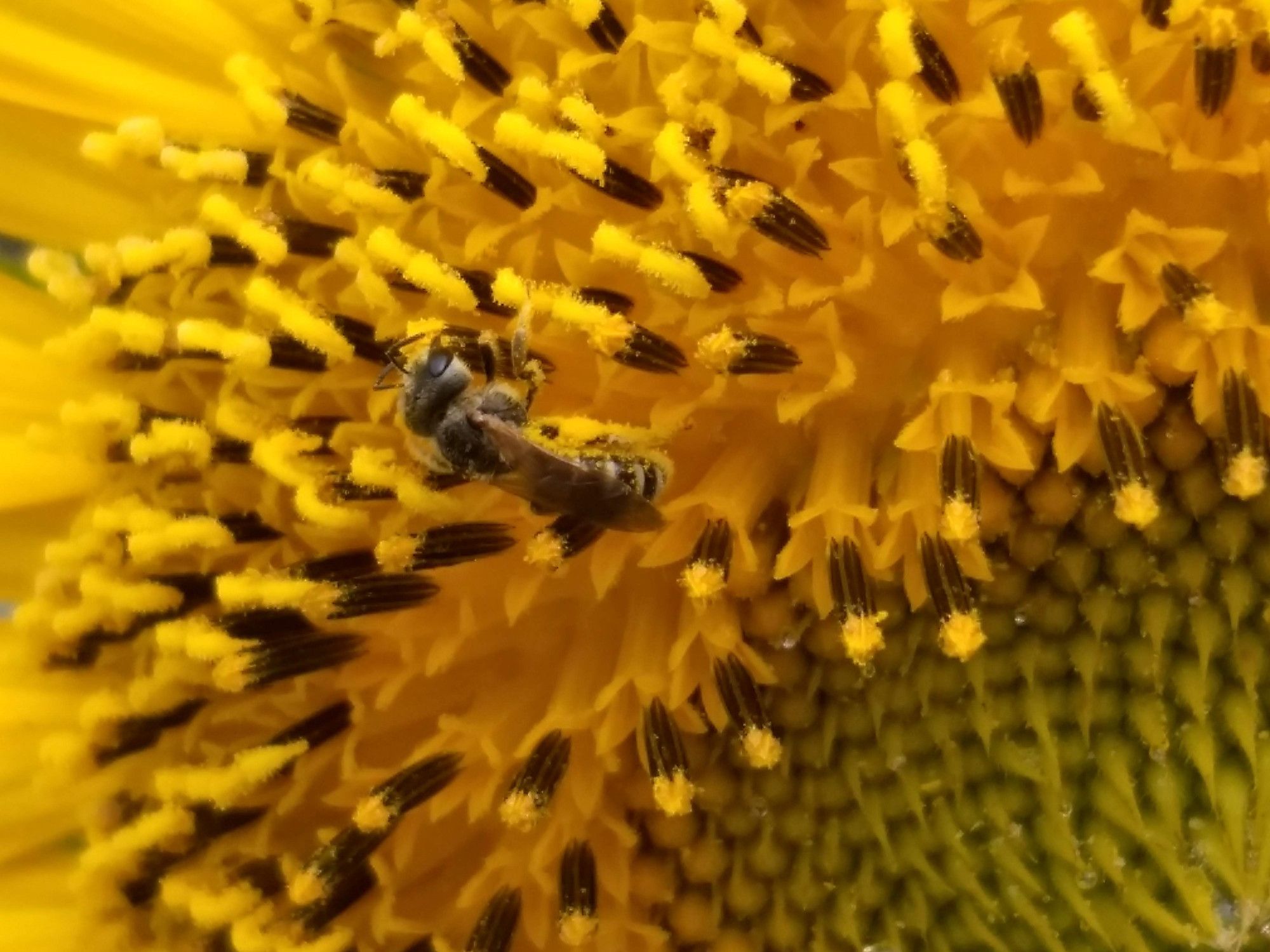 tiny native bee on sunflower