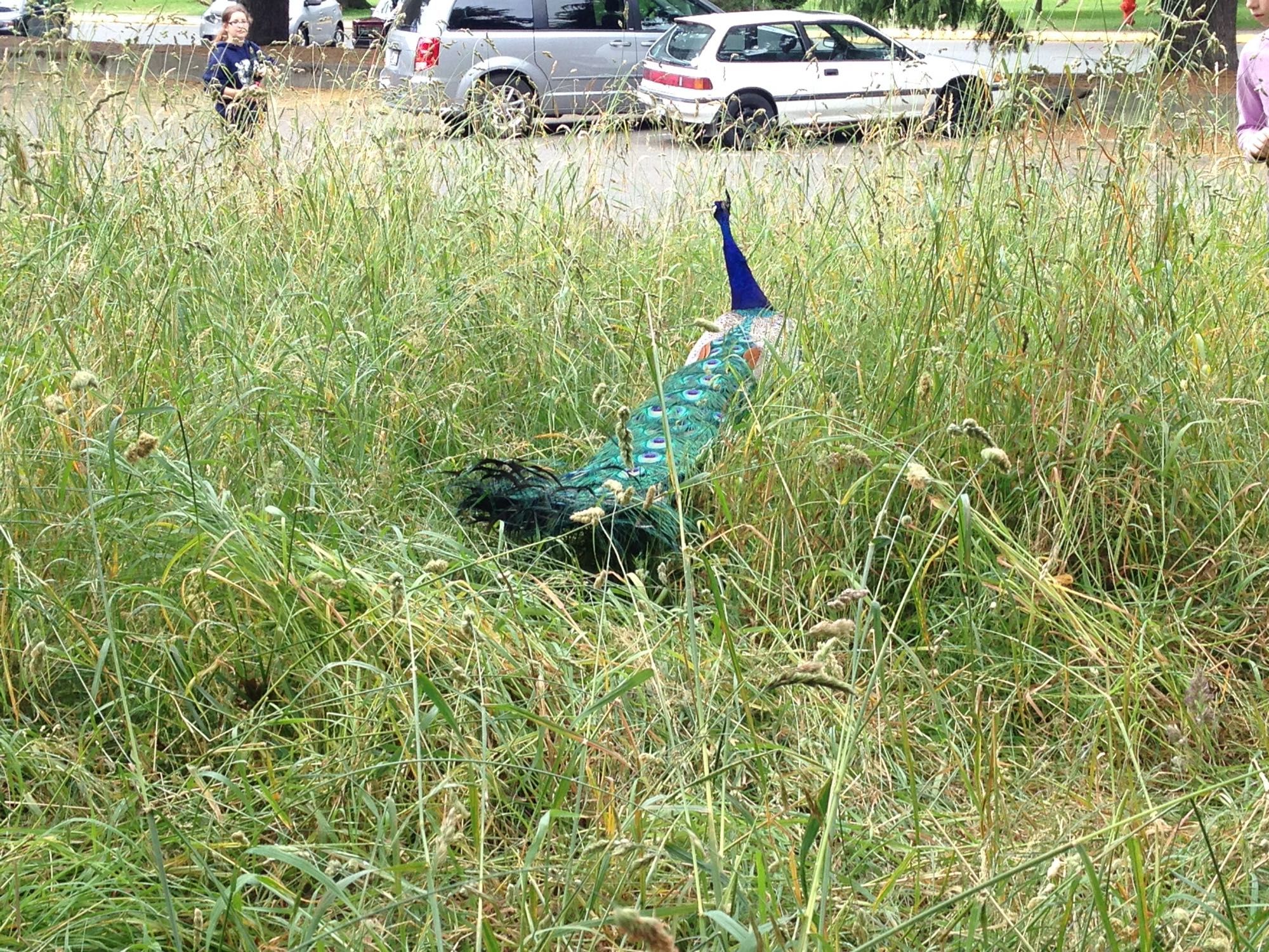 Peacock