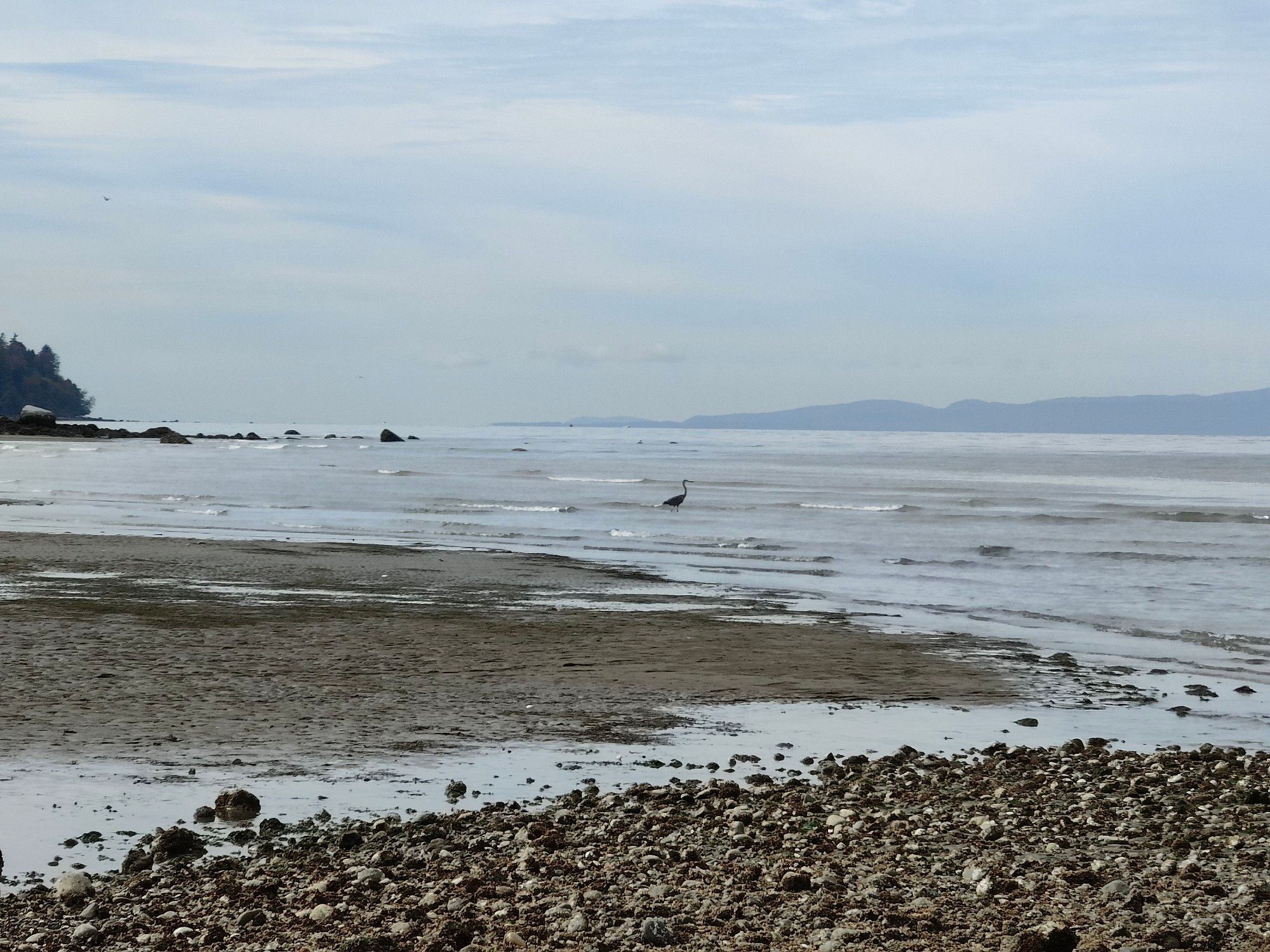 Heron in the surf on a Salish Sea beach with islands in the background