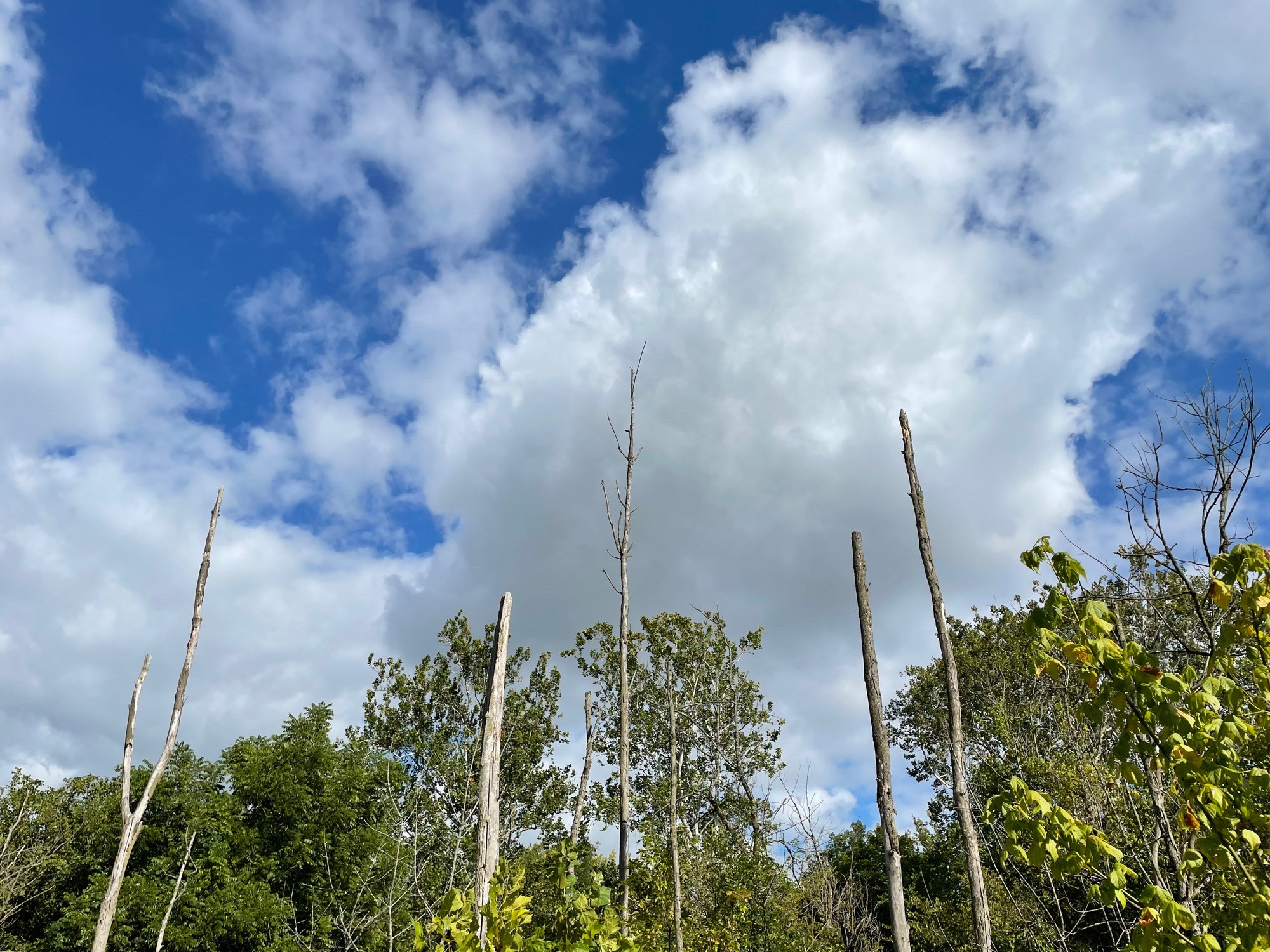 pretty blue sky with some dead branchless swamp trees