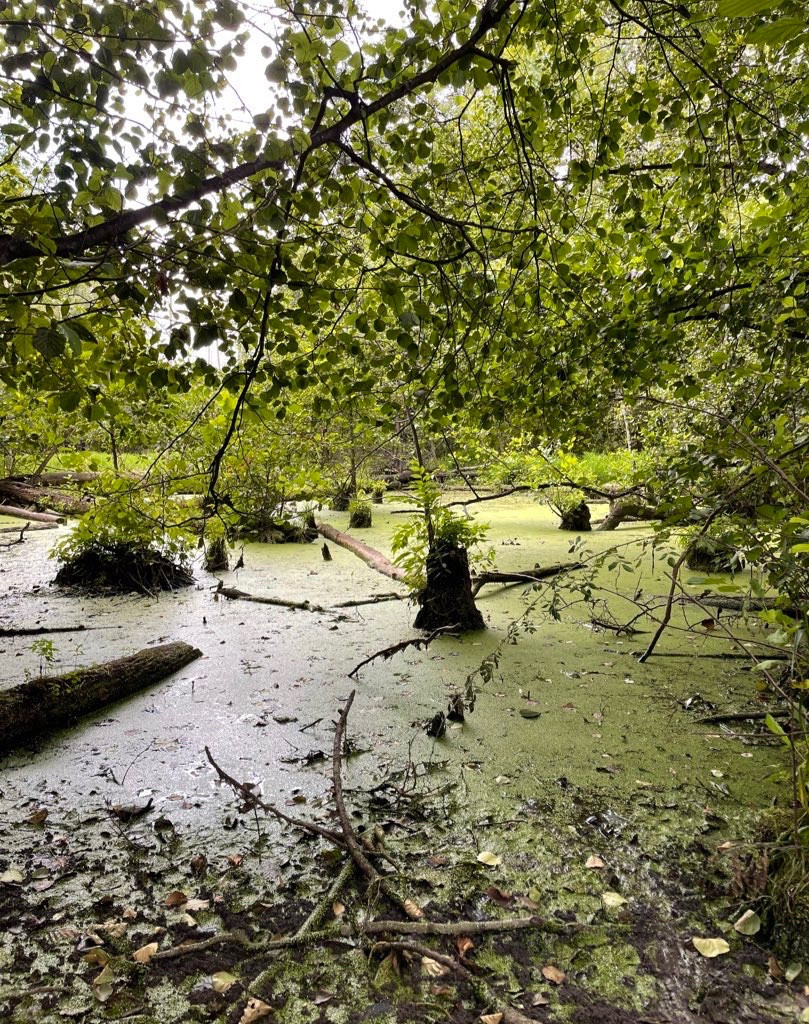 green swamp with tree stumps