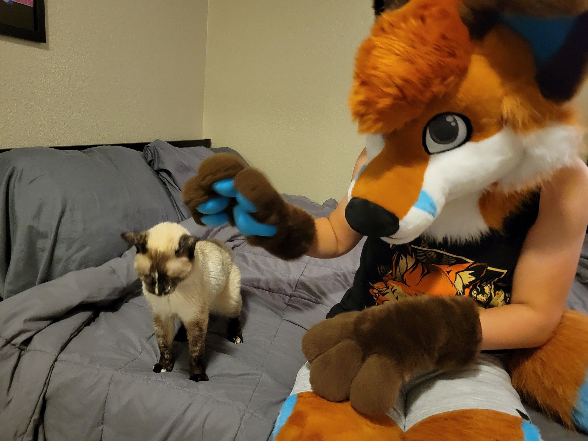 Fox fursuiter reaching to pet a Siamese cat