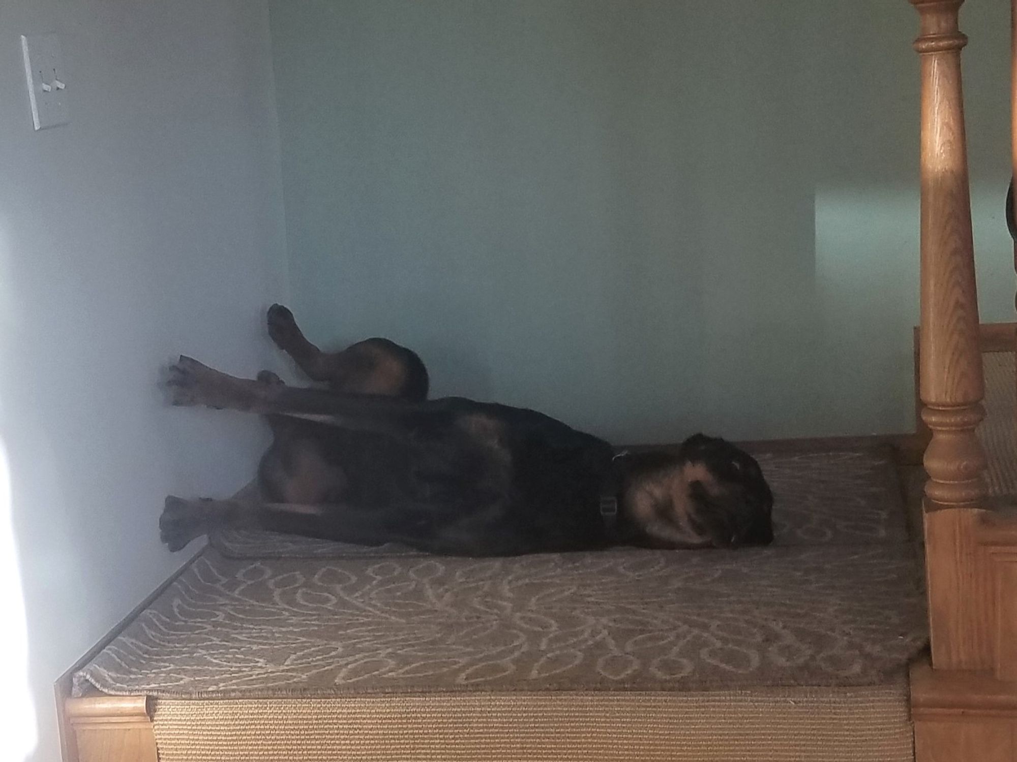 Big goofy Rottweiler lying on his side with silly splayed feet against the wall, looking as though the whole house tipped over and he hadn't noticed.