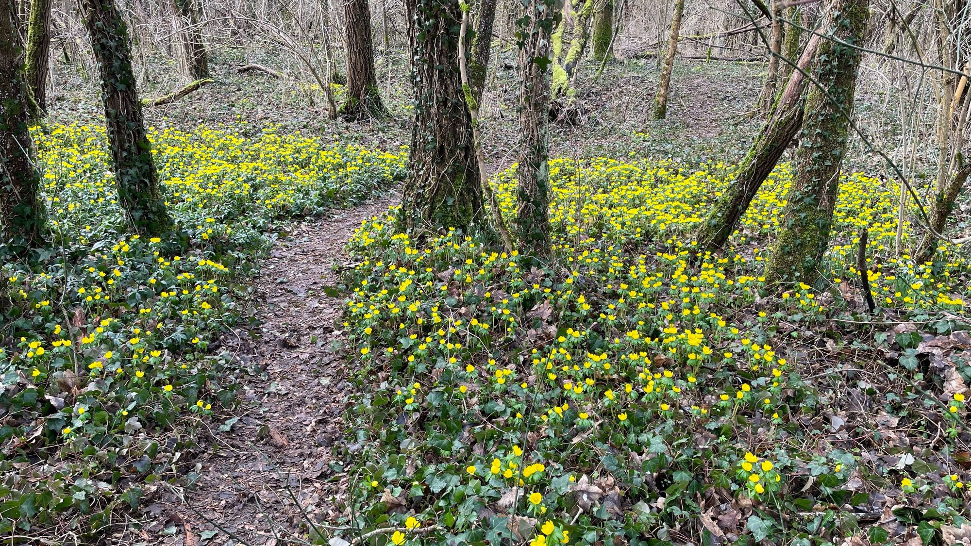 Ein Teppich aus Gelblingen im Wald