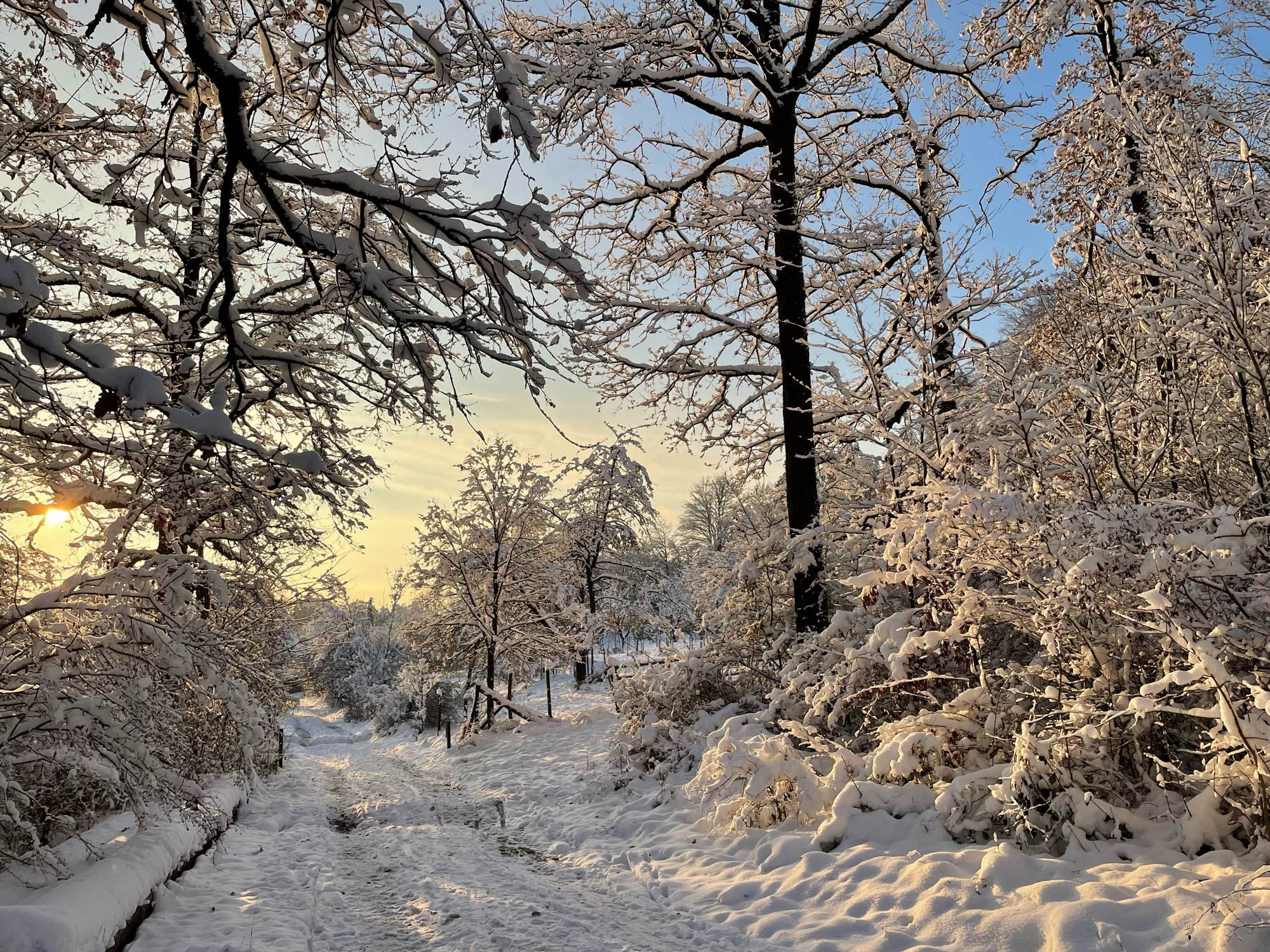 Schnee im Wald mit Sonne und blauem Himmel