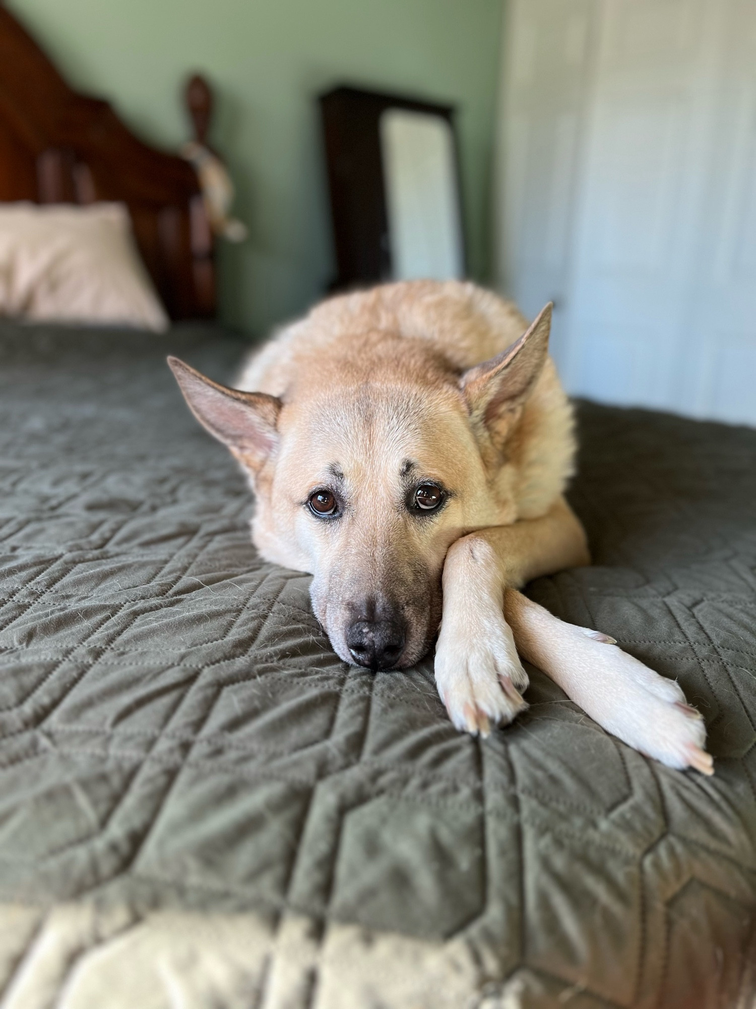 photo of a shepherd mutt dog staring with beautiful eyes at camera