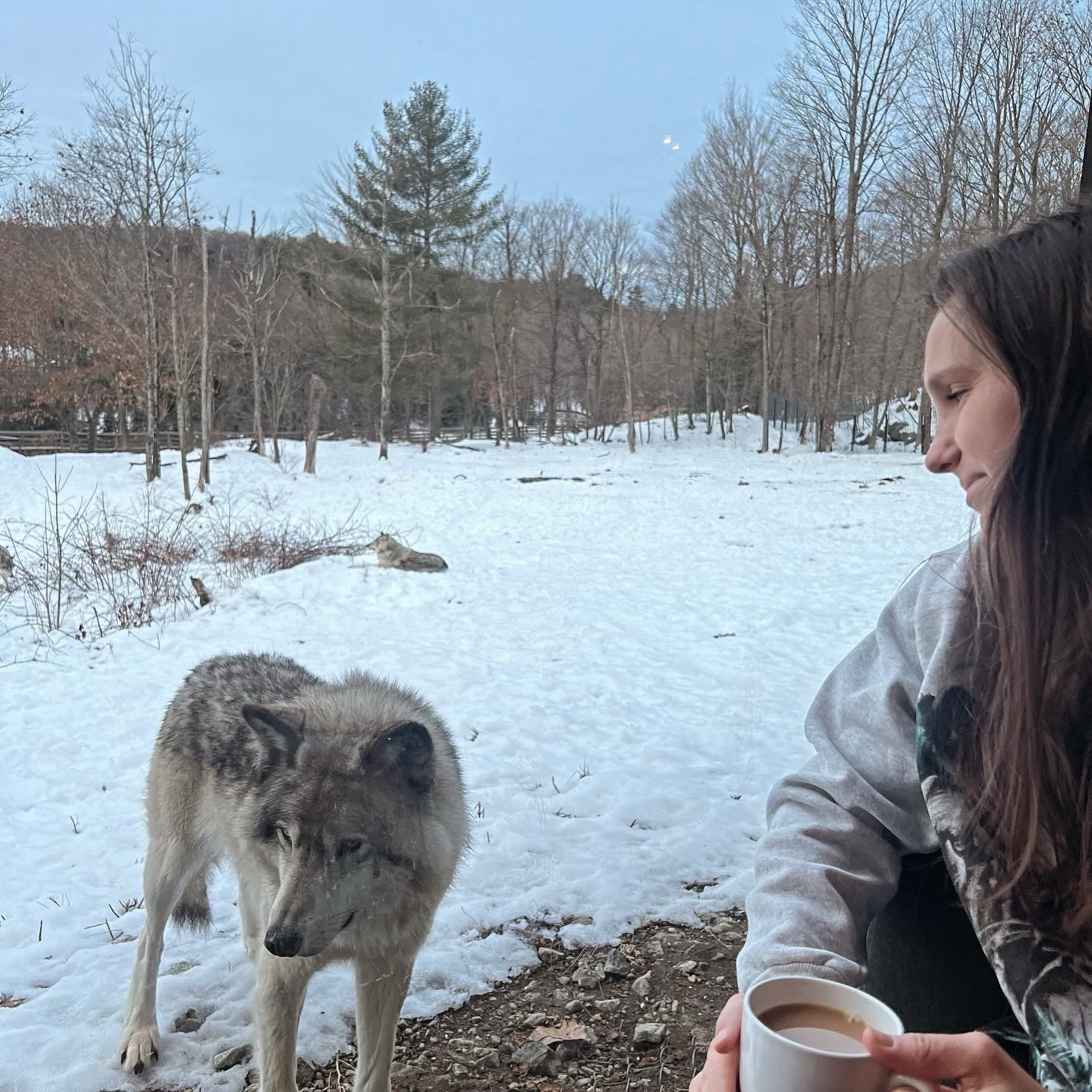 Woman sits with tea beside a wolf on a snowy landscape