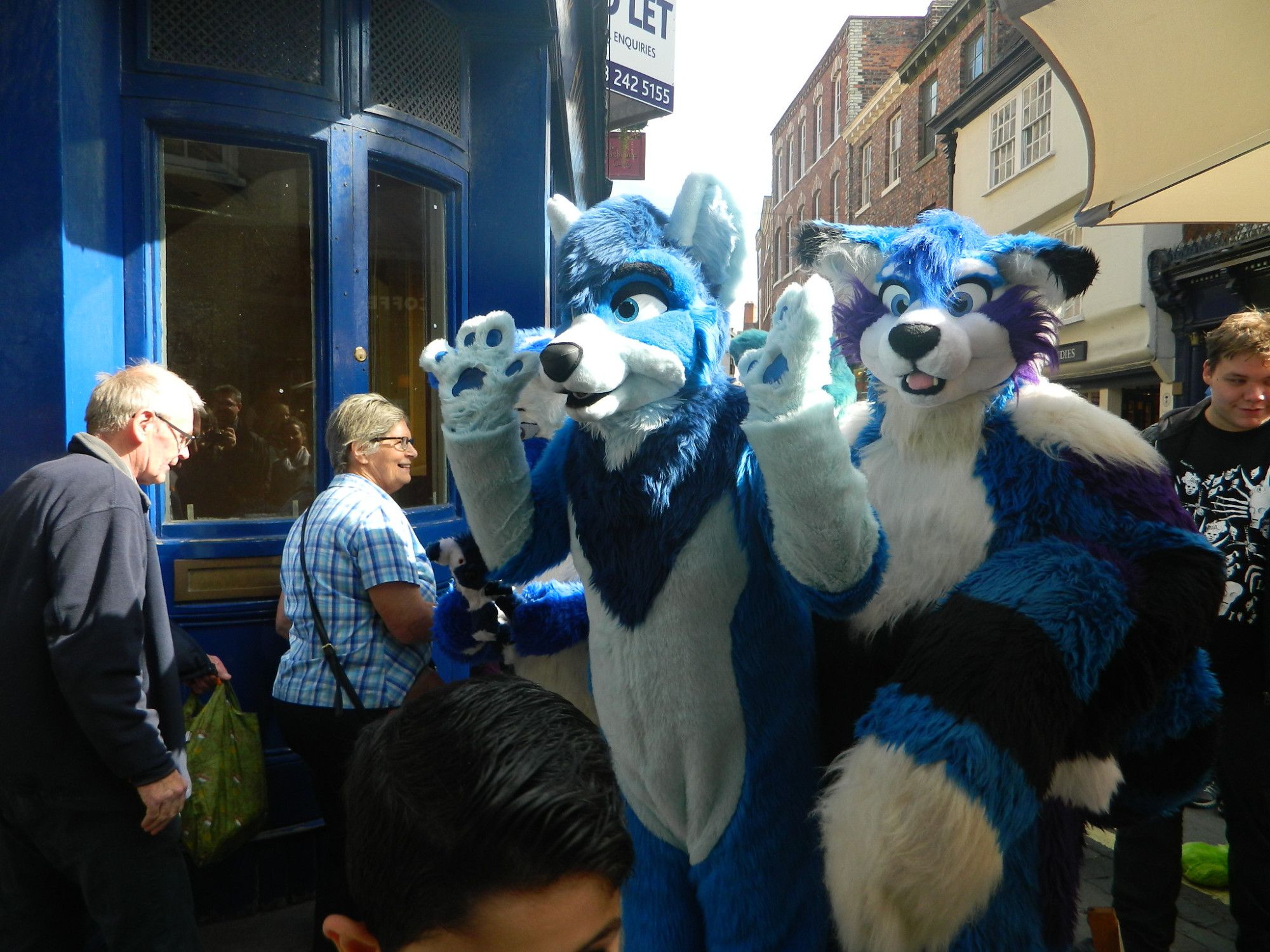 Two fursuiters - a blue wolf and a blue red panda - in a city street.