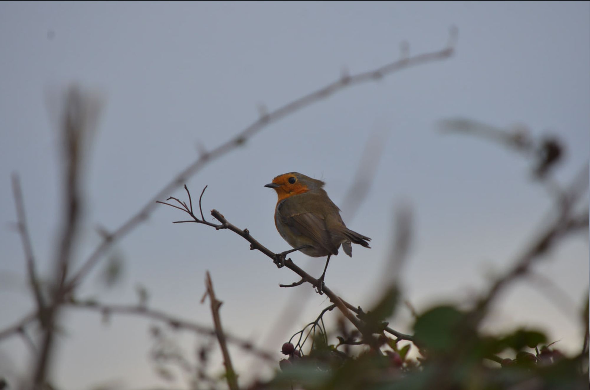 A robin sits on a branch