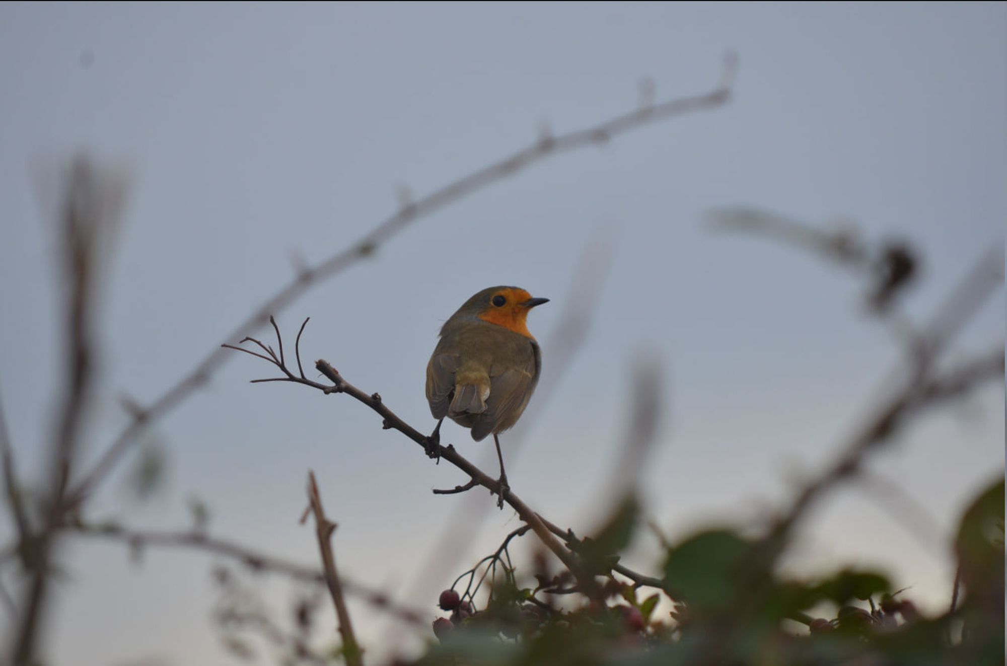 A robin sits on a branch