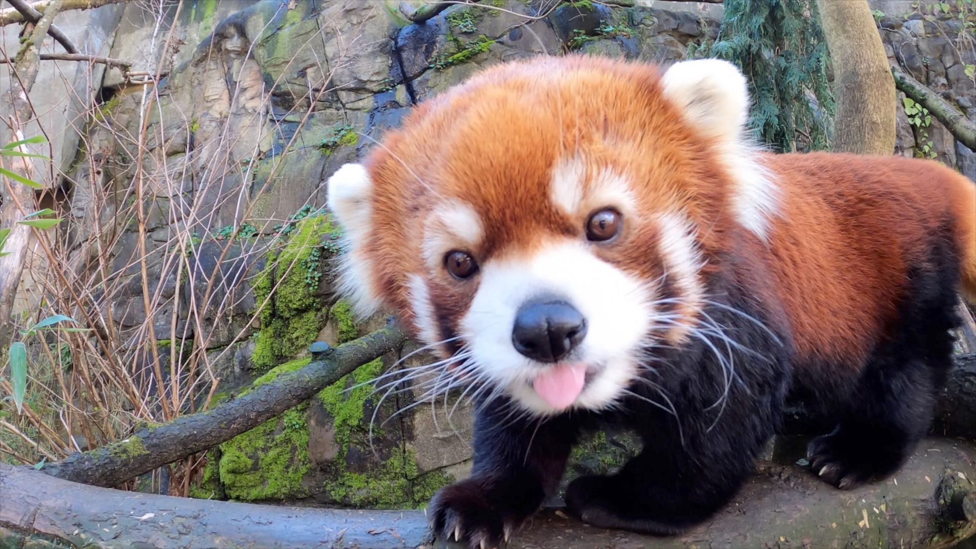 Red panda with his tongue out