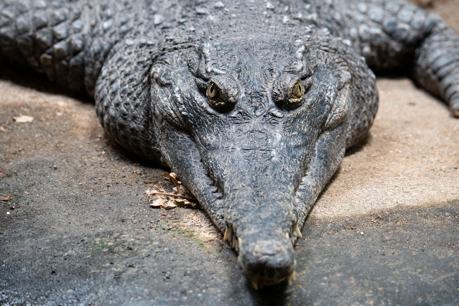 Crocodile looking at the camera