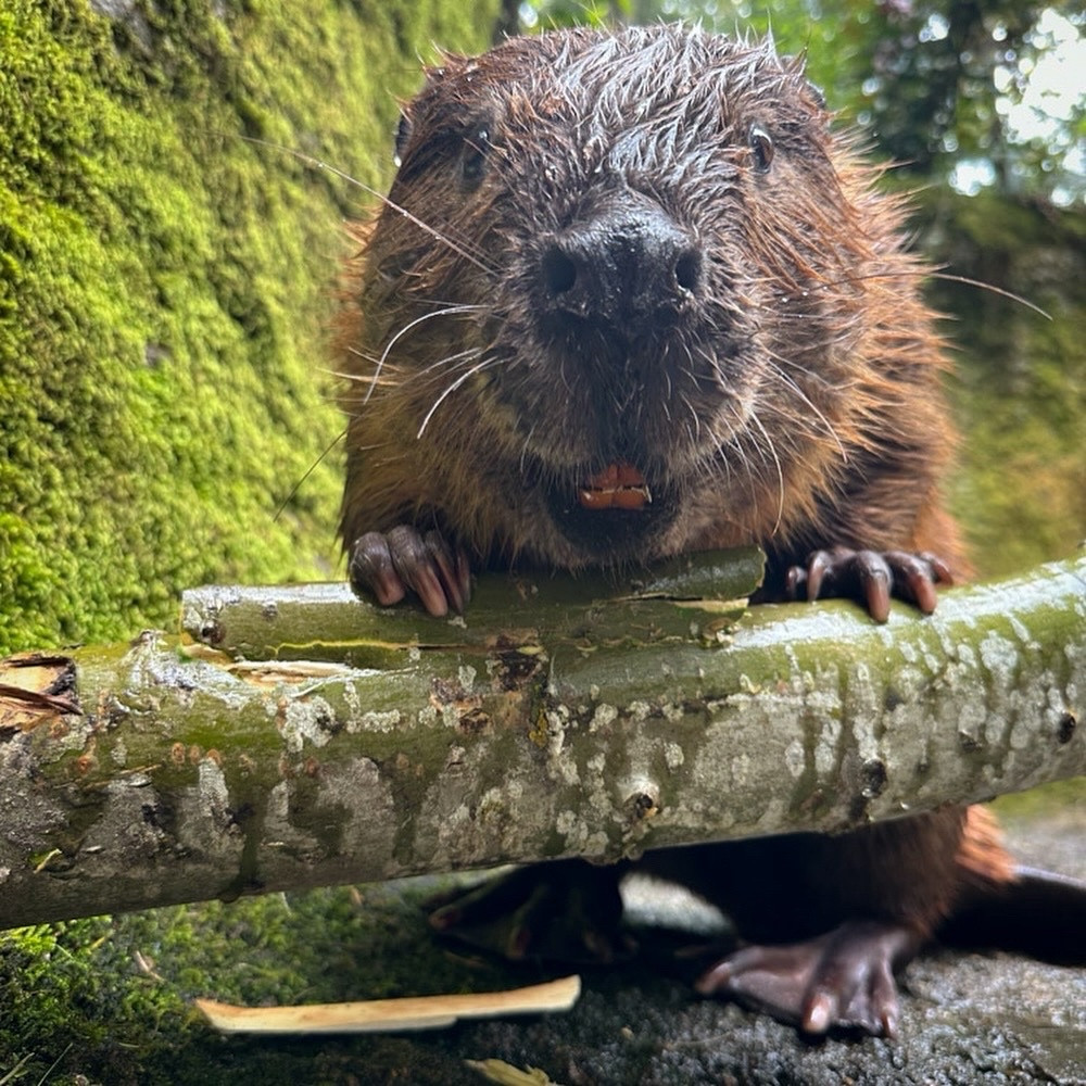 Beaver by a log