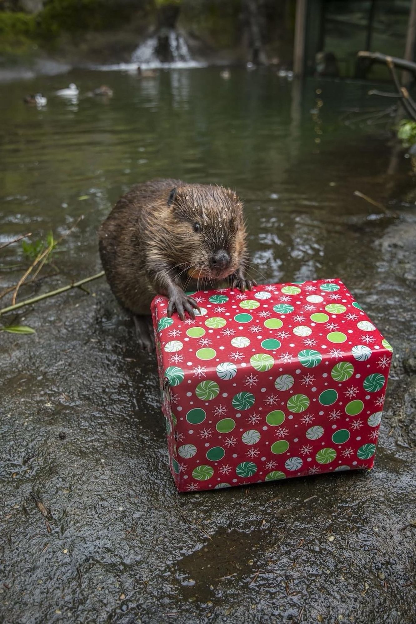 Beaver Maple inspecting a wrapped present