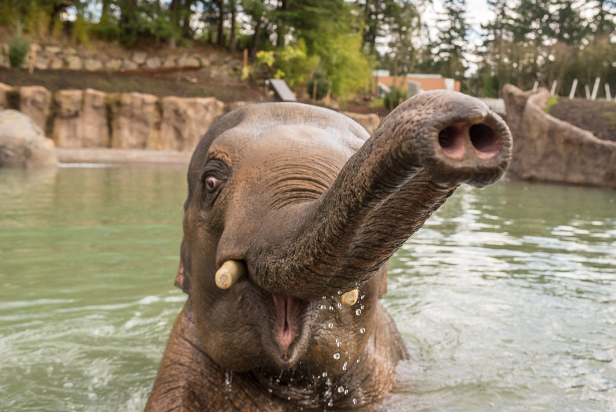 Asian elephant Samudra with his trunk up