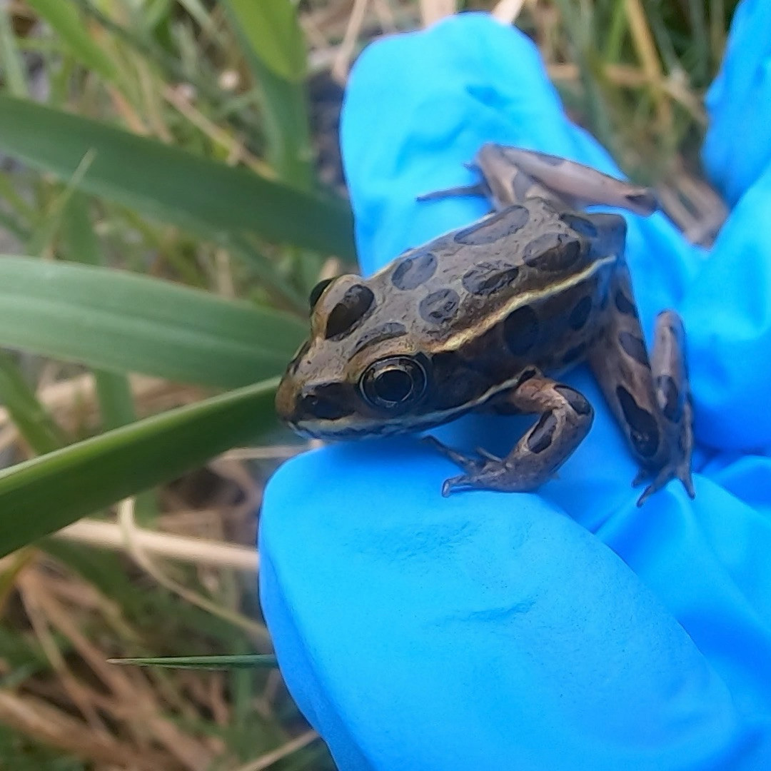 A small frog on a gloved hand outside