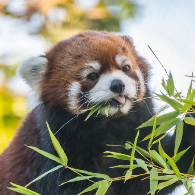 Red panda Moshu with his tongue out