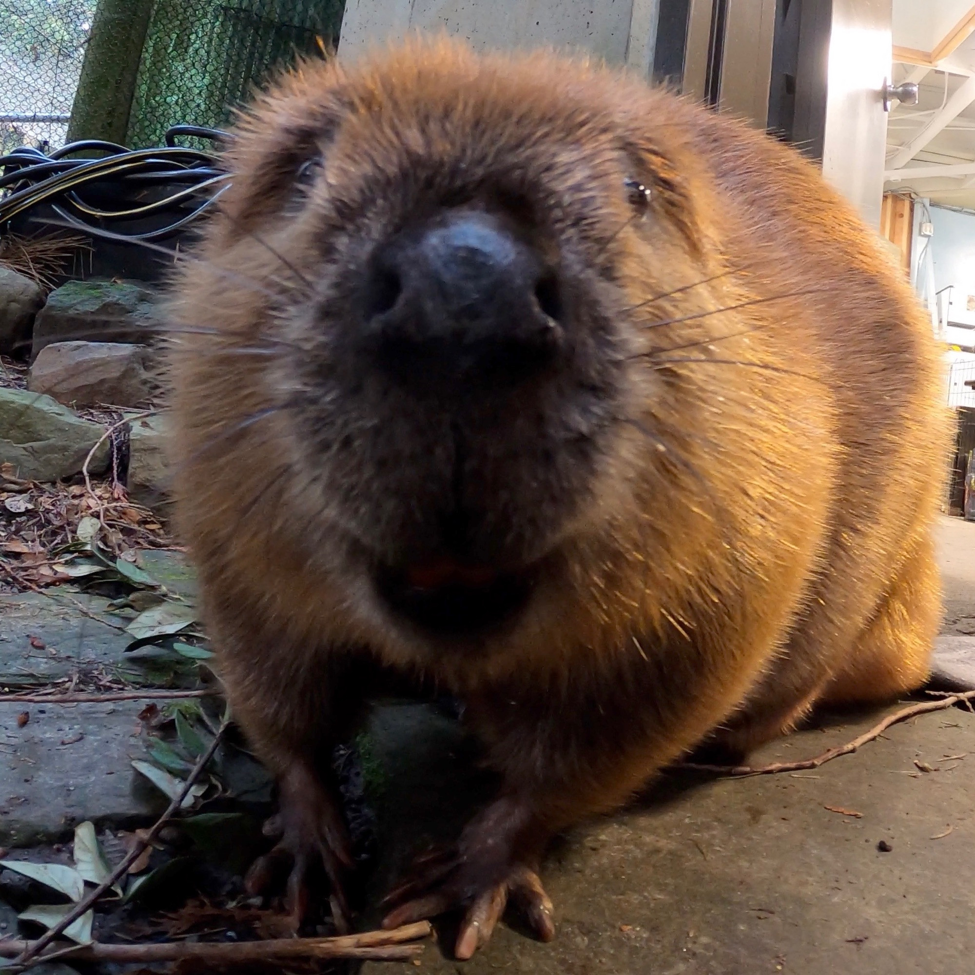 Adult beaver Maple looking at the camera 