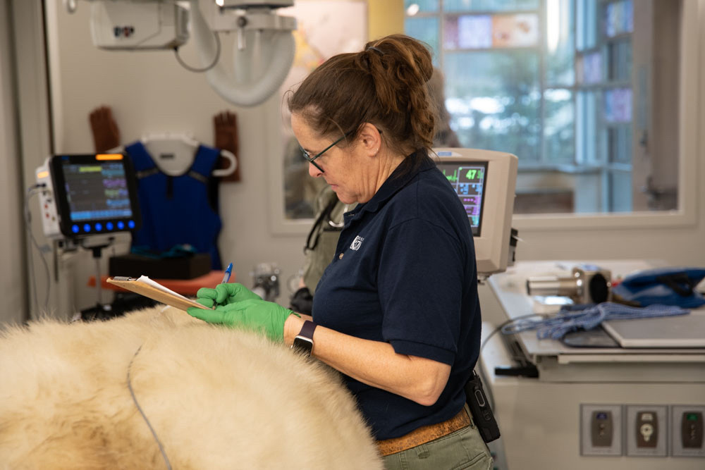 A vet tech with a polar bear 