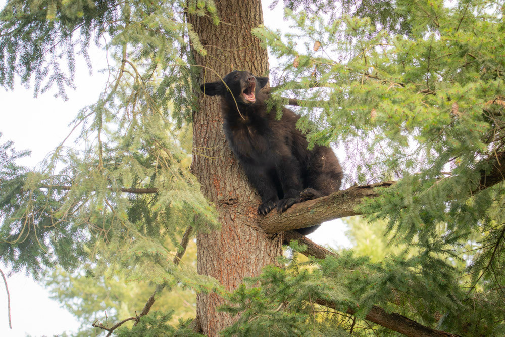 Black bear cub in a tree