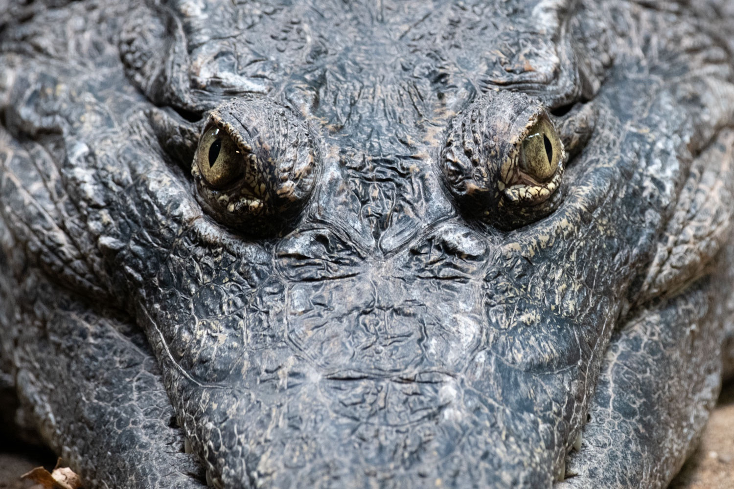 Closer view on crocodile eyes