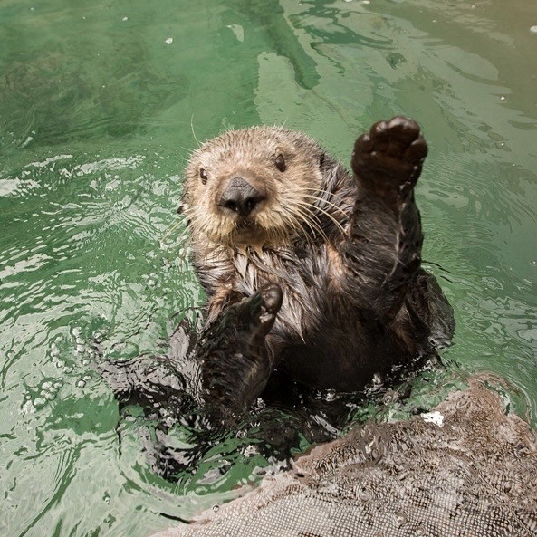 Sea otter with a paw up