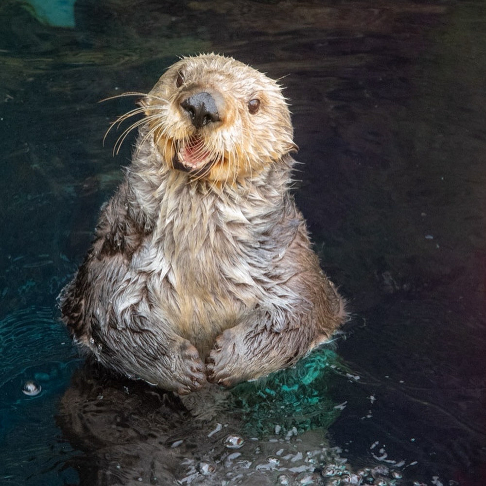 A sea otter in the water with her mouth open