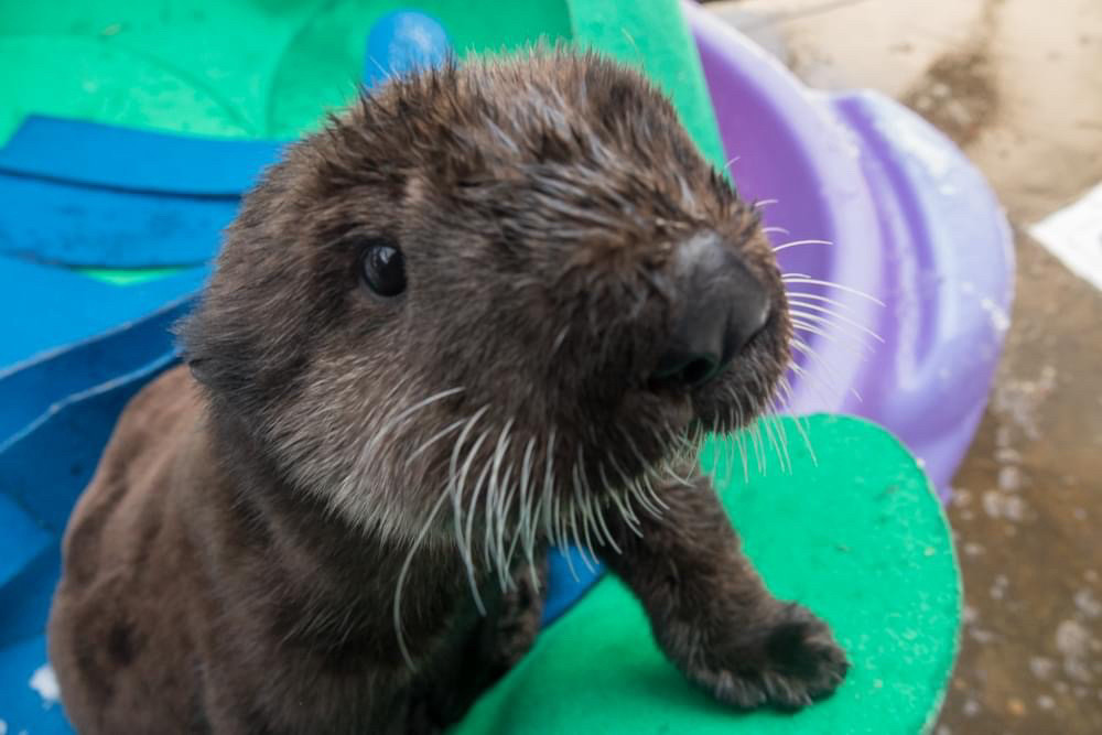 Sea otter Lincoln as a pup 