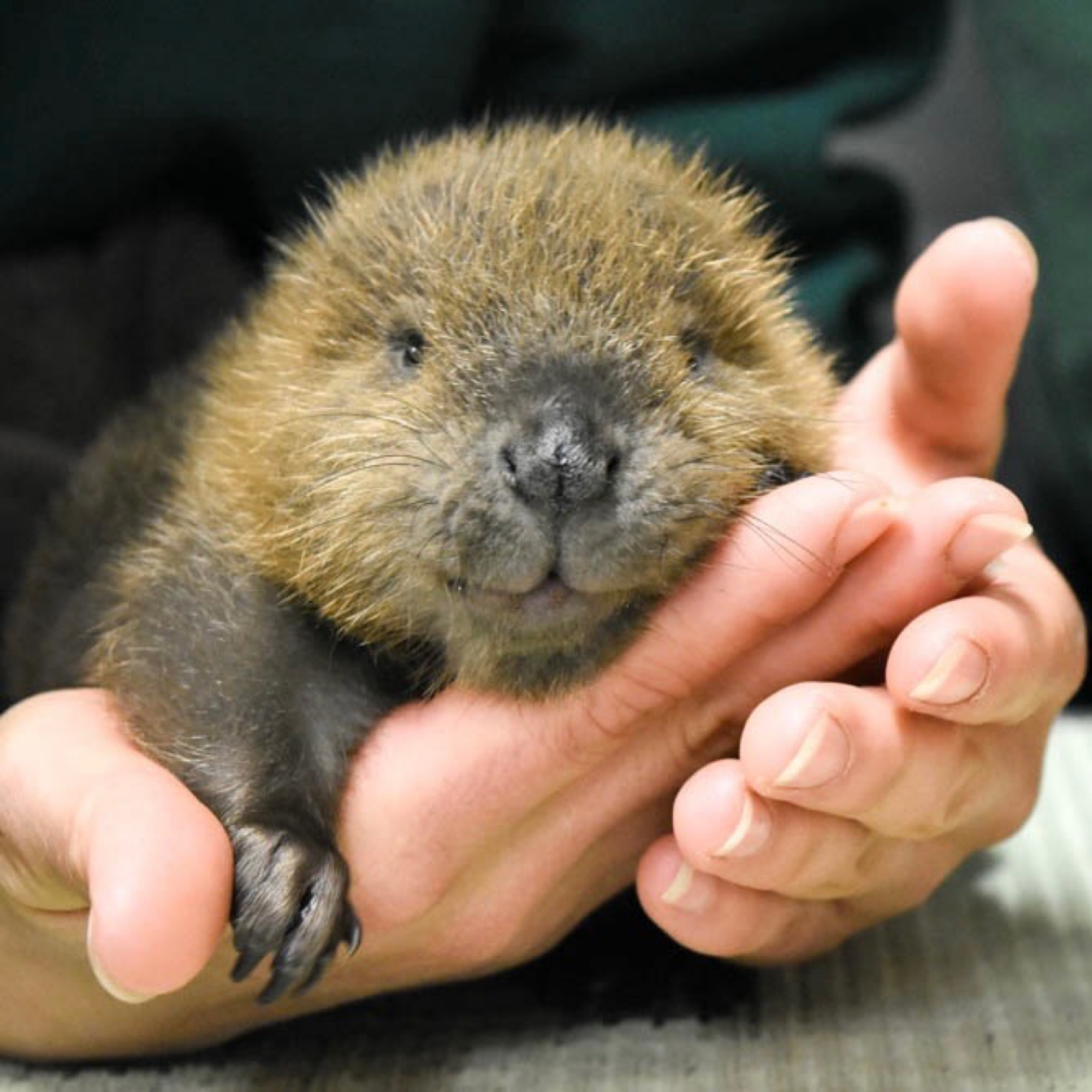 Baby beaver Maple looking at the camera 