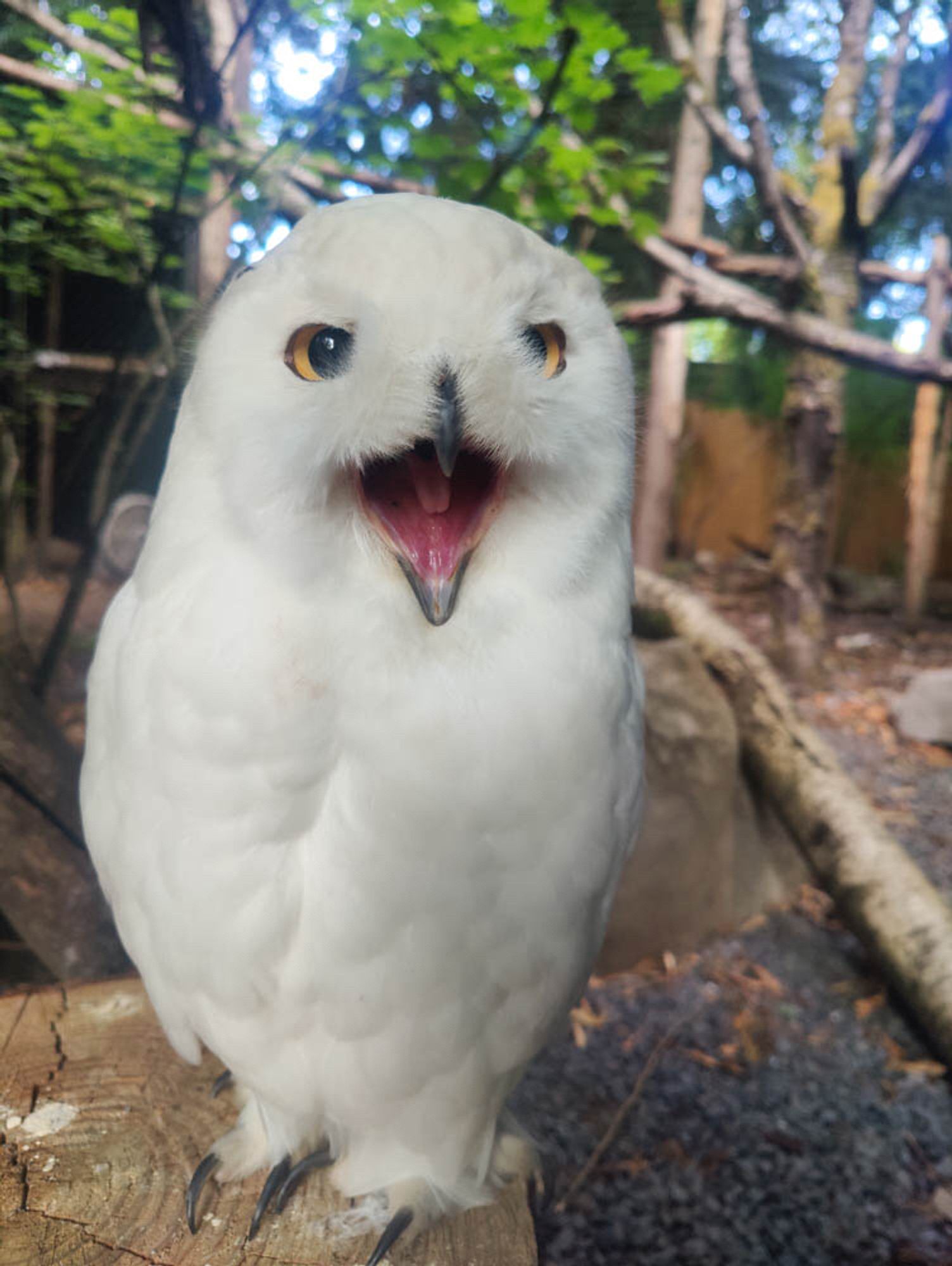 Banff snowy owl with his beak open