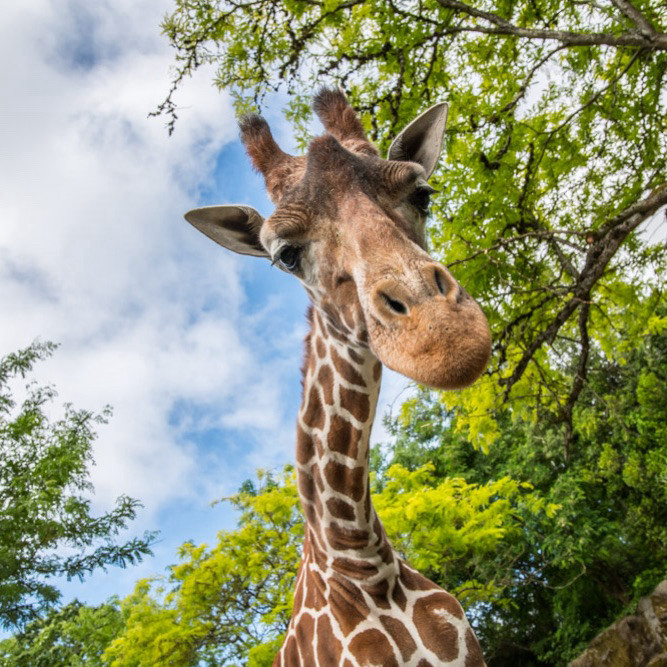 Desi the giraffe looking down at the camera