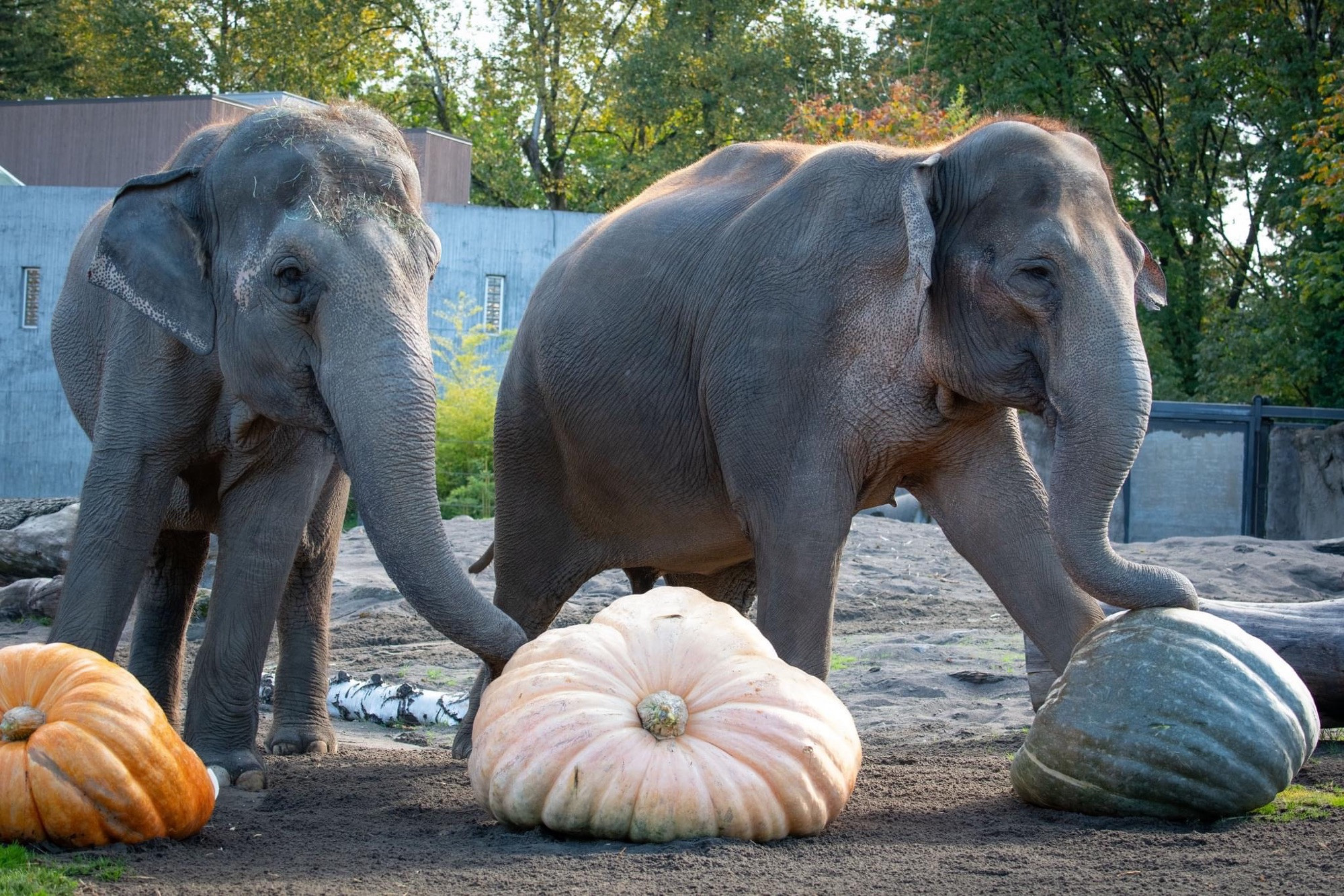 Two Asian elephants stepping on big pumpkins 