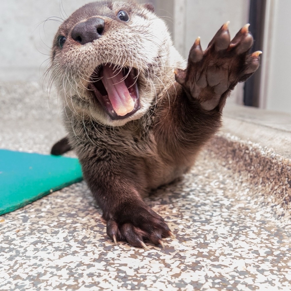 River otter with a paw up