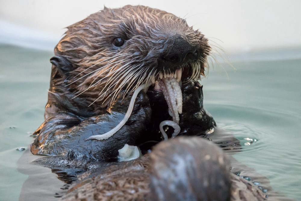 Sea otter Sushi with squid in her mouth